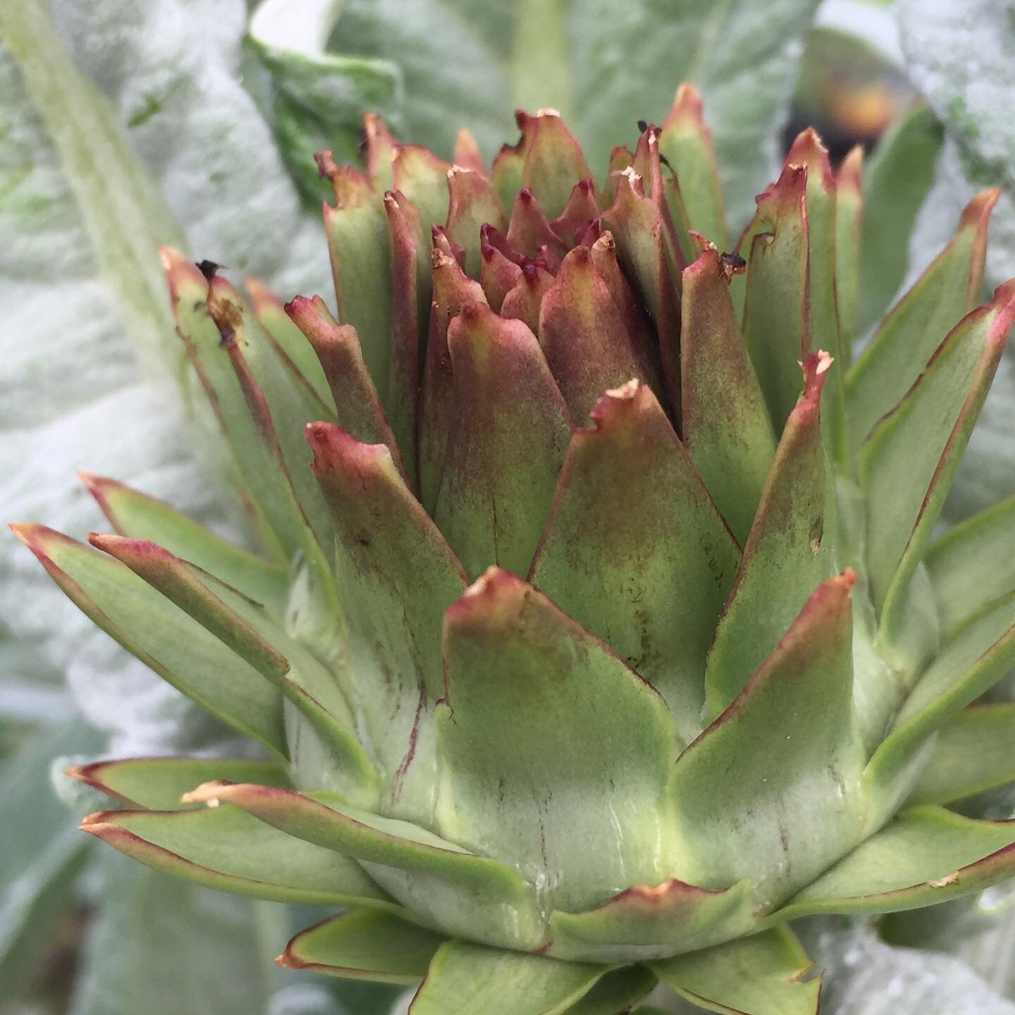 Dreams really come true! Artichoke at the North end of Kootenay lake!