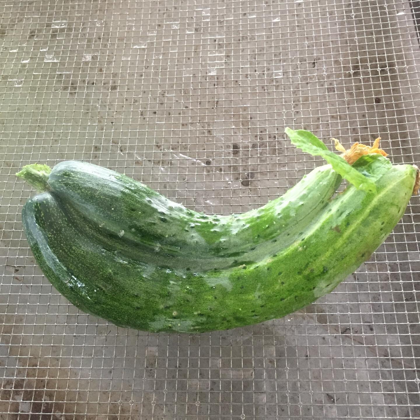 See cucumber, mamma and young together in this life.