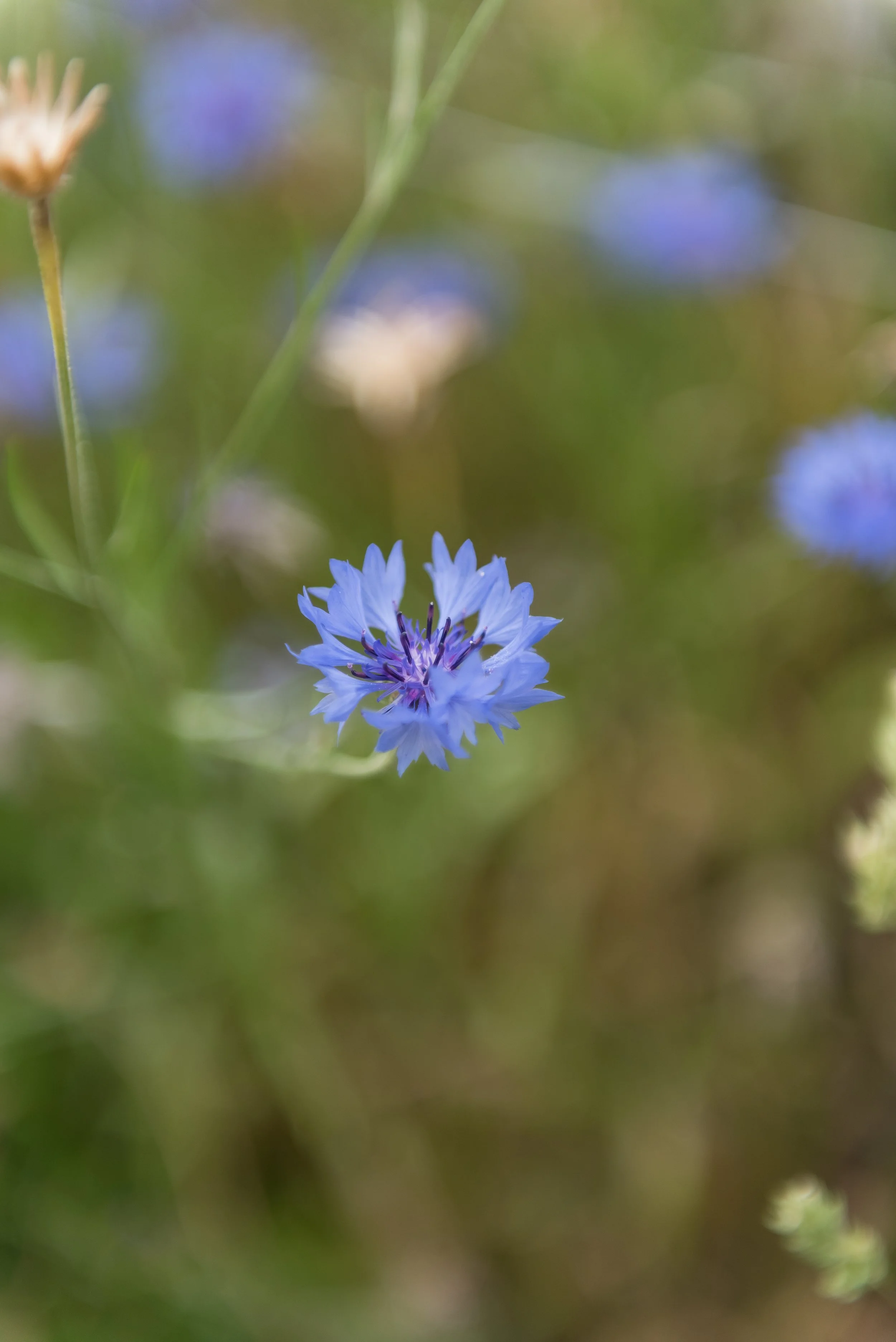 DSC_8004.jpg