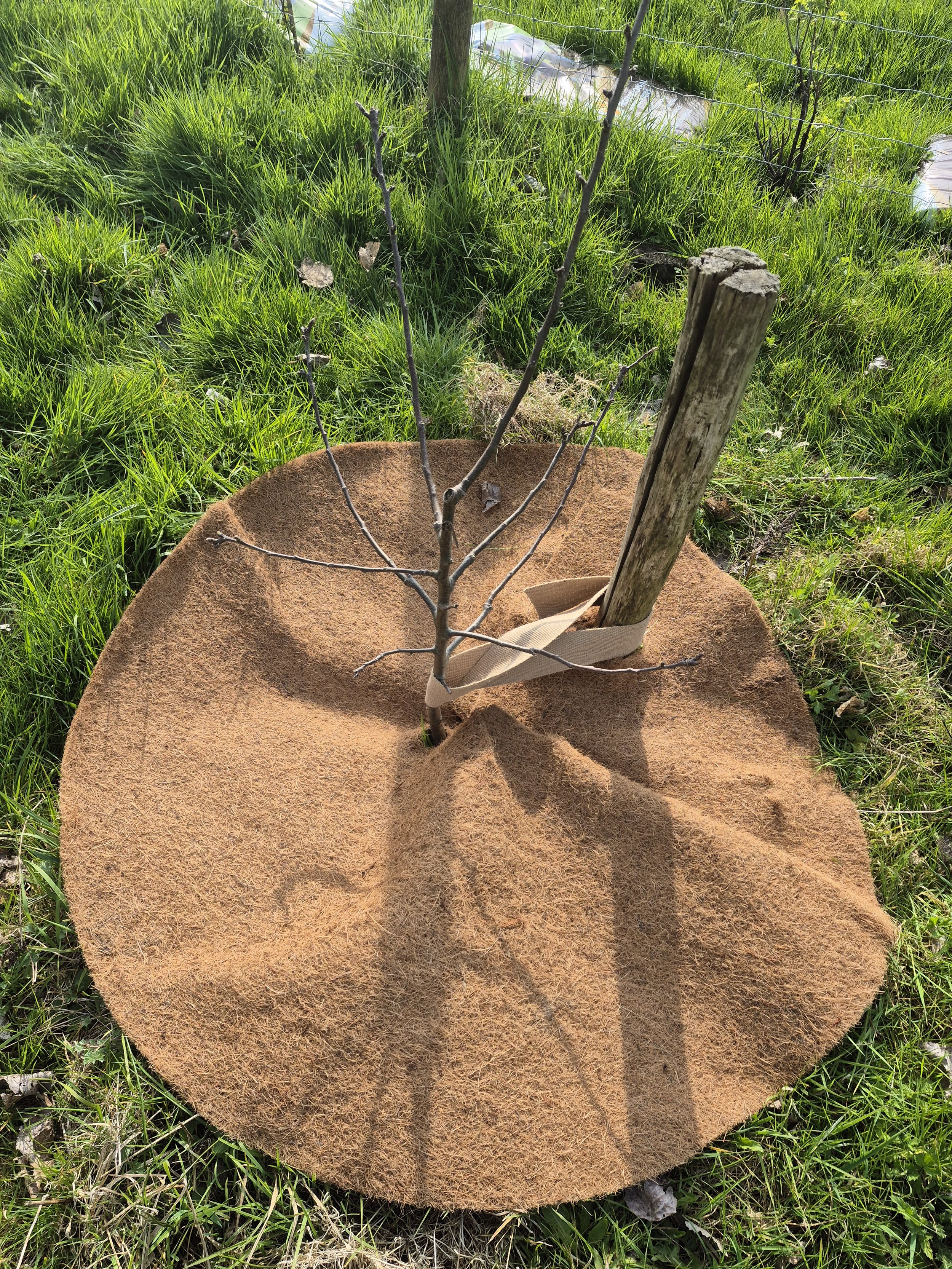 ondersteuning van de jonge boompjes met ecologische bindband van vezels