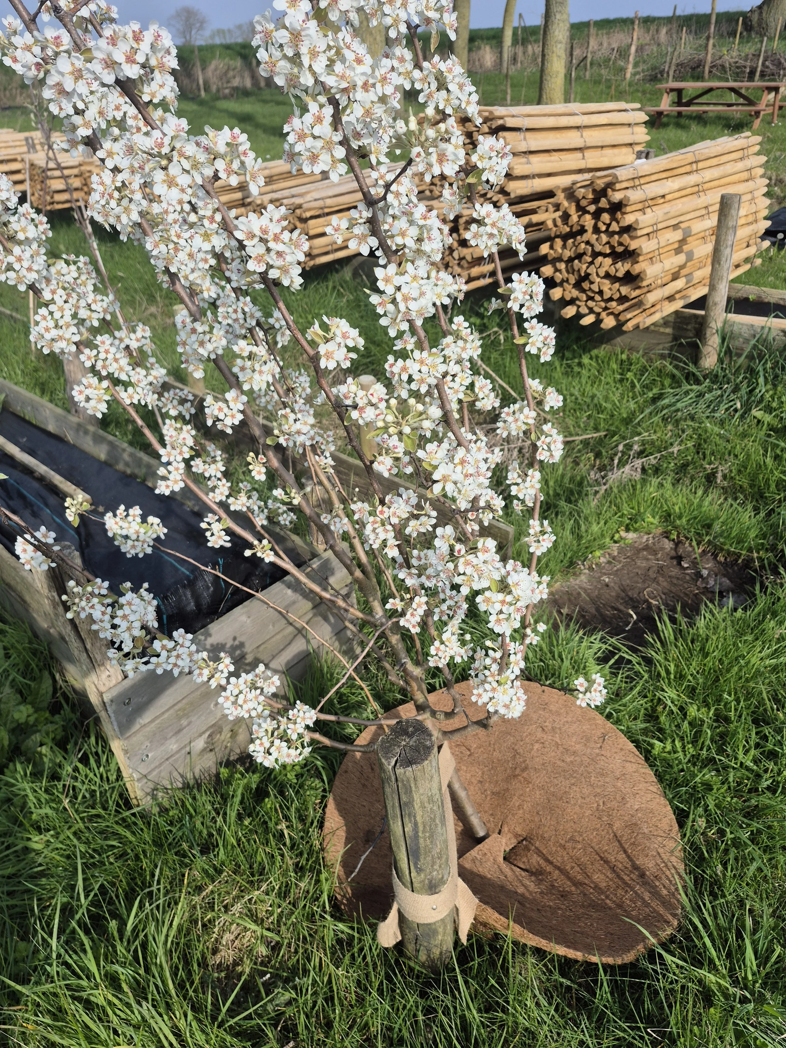 een jonge perenboom in bloei