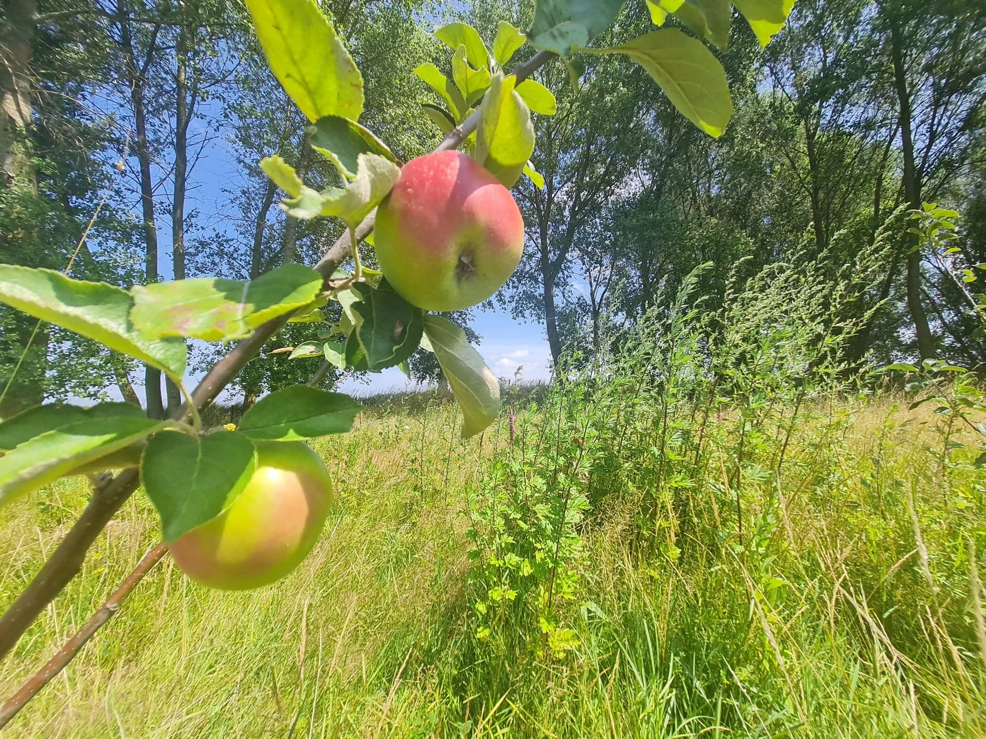 De fruitbomen