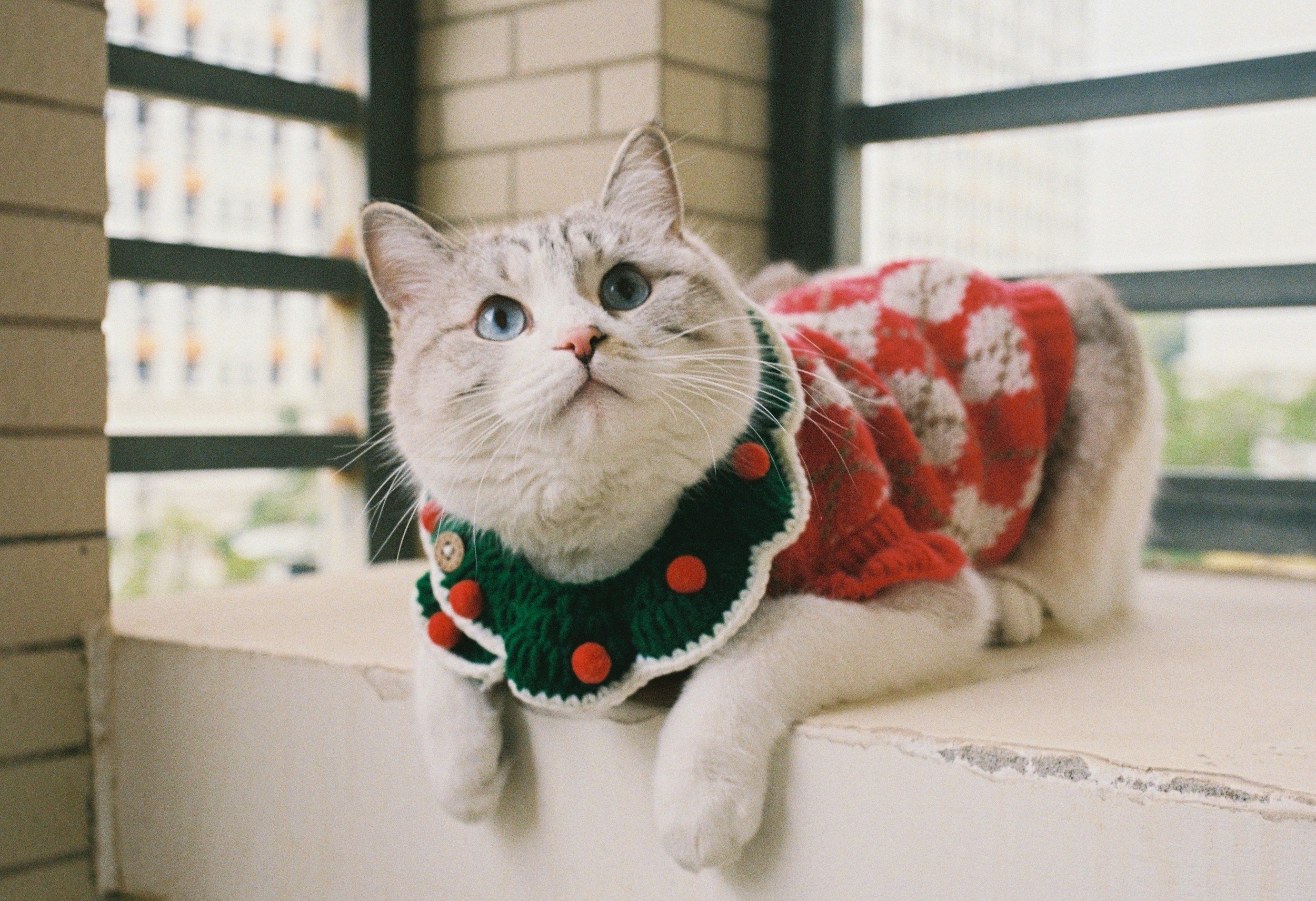 Holiday Sweater Day