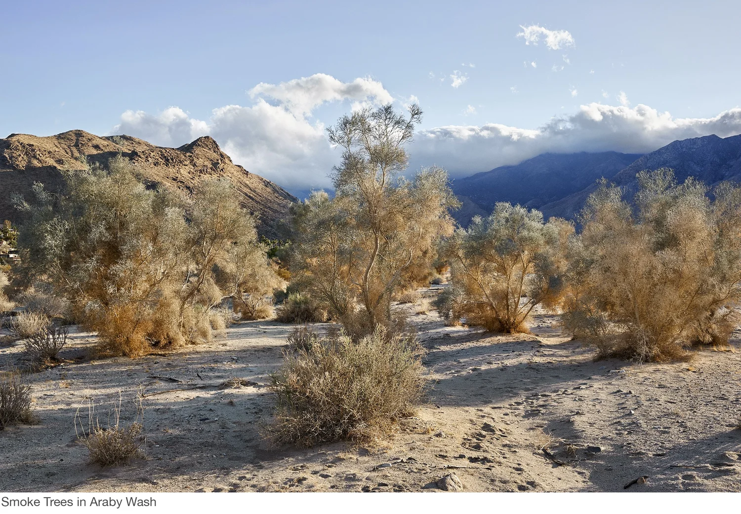 smoke trees — millicent harvey photography