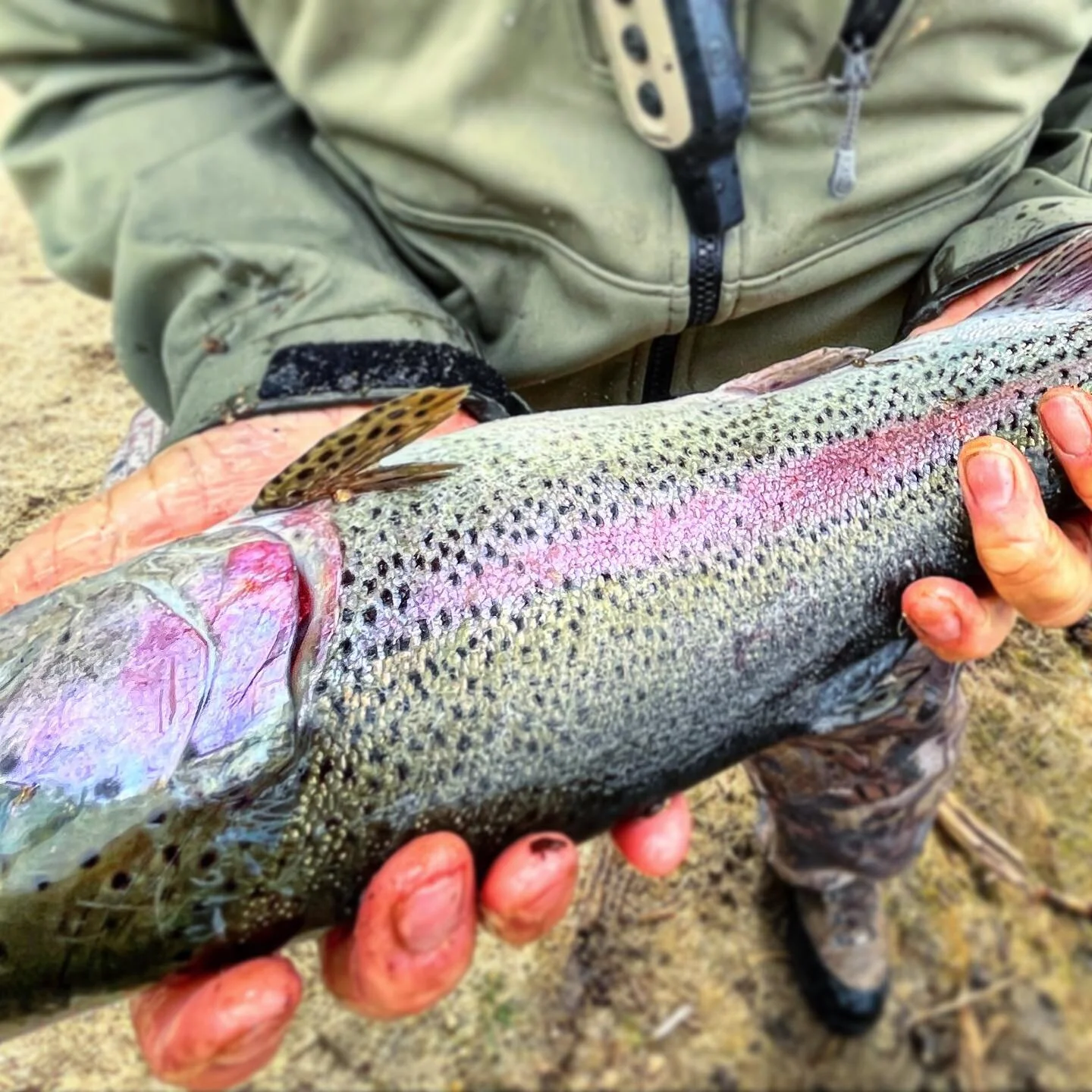 Spring colors.
.
.
.
.
.
#flyfishing #colorado #rainbowtrout #troutbum #pagosasprings
