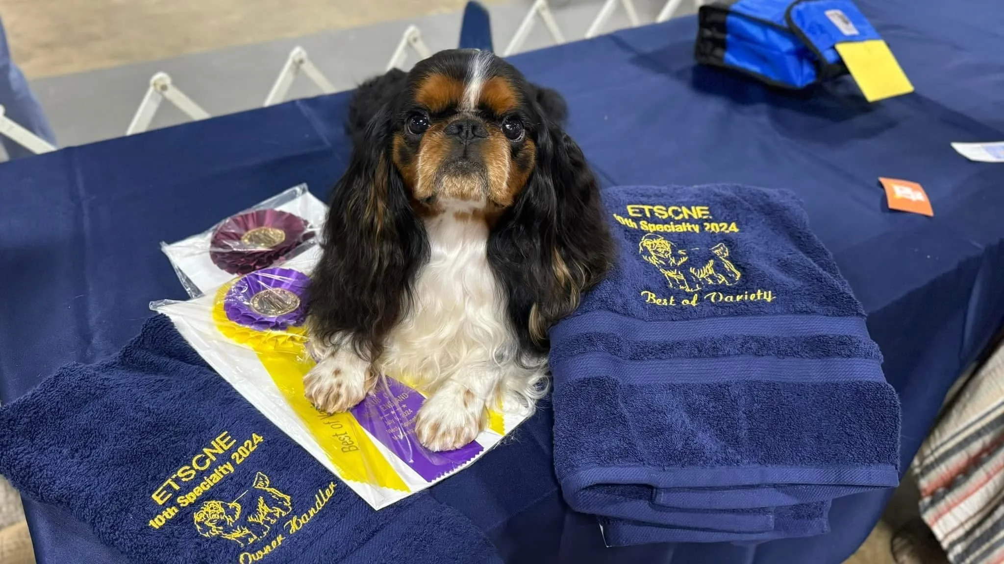 Lupin, English Toy Spaniel, winning the Variety at English Toy Spaniel Club Specialty
