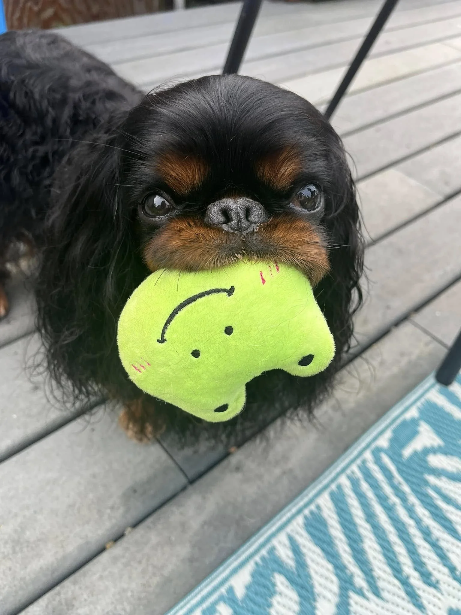Cedric, English Toy Spaniel