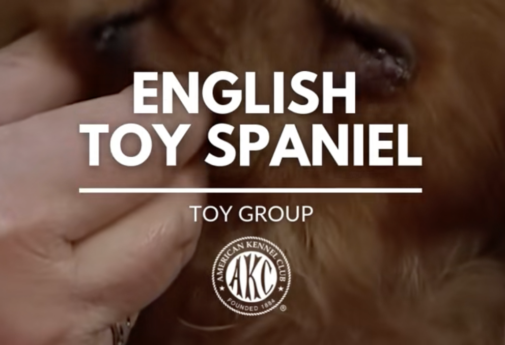 The English Toy Spaniel on TikTok