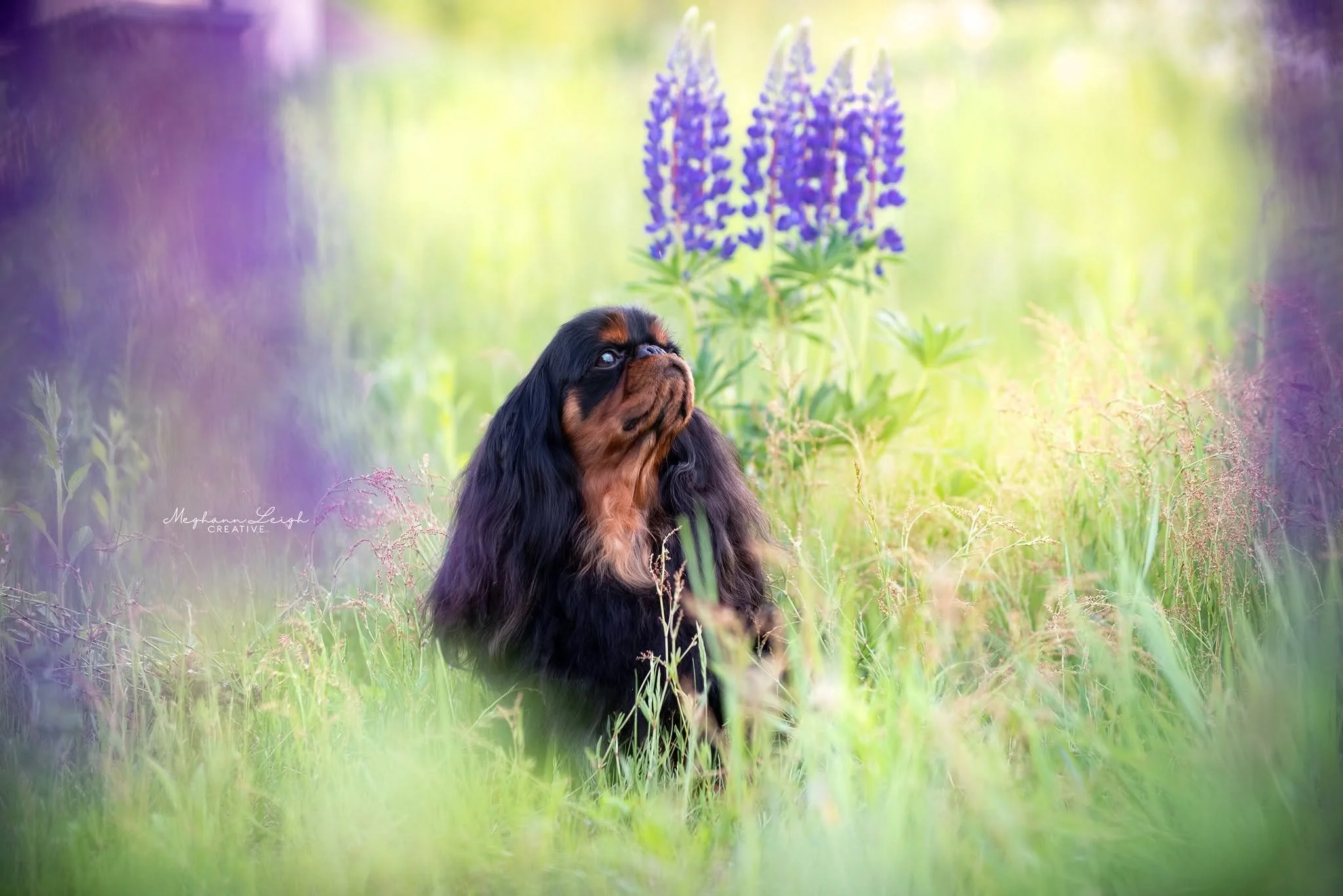 Cedric, English Toy Spaniel