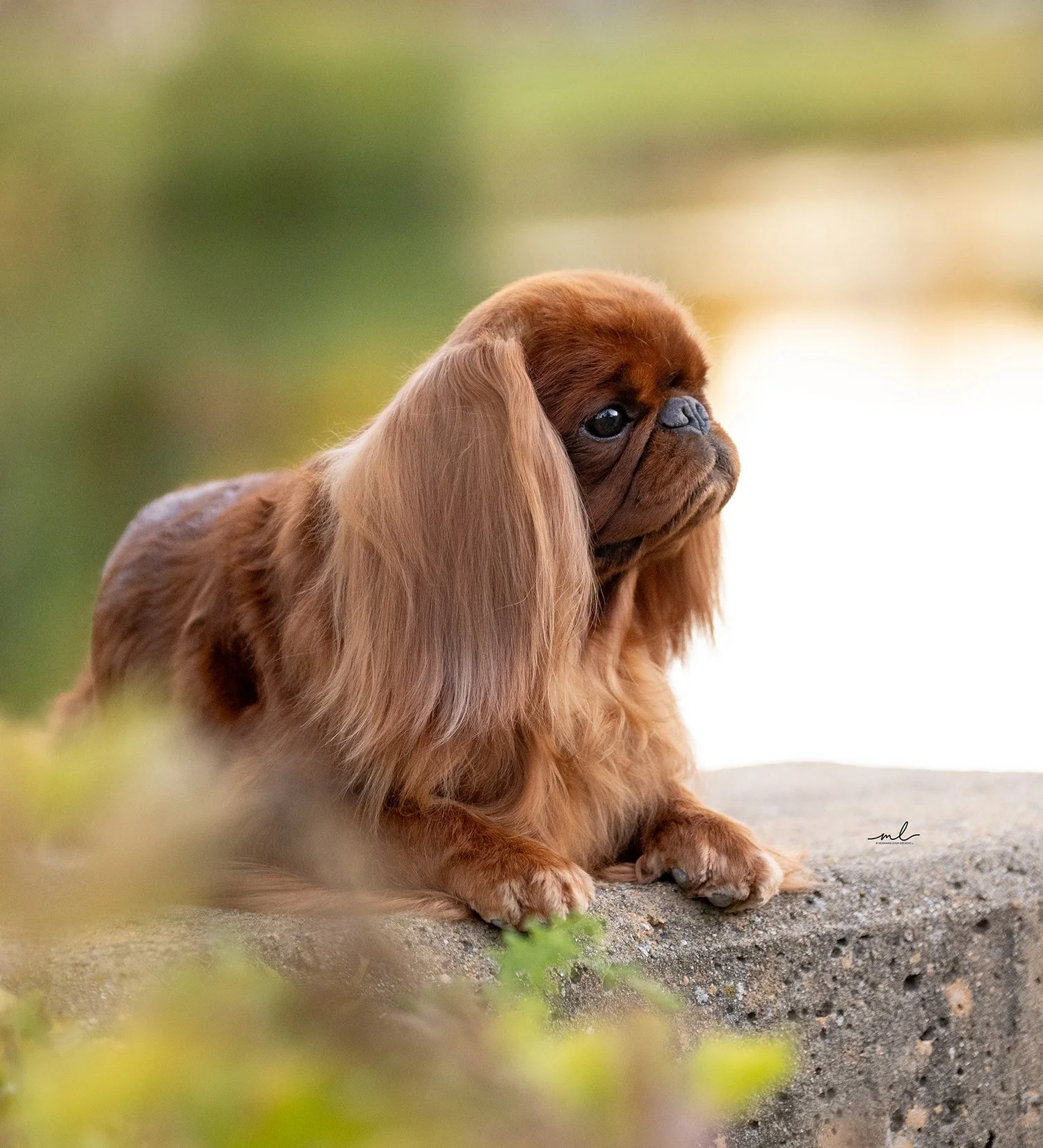 Bruce, English Toy Spaniel