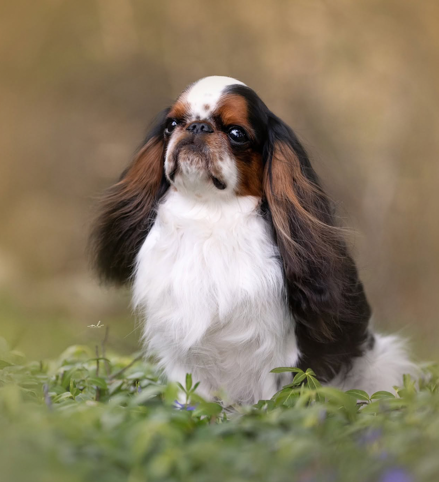 Norbert, English Toy Spaniel