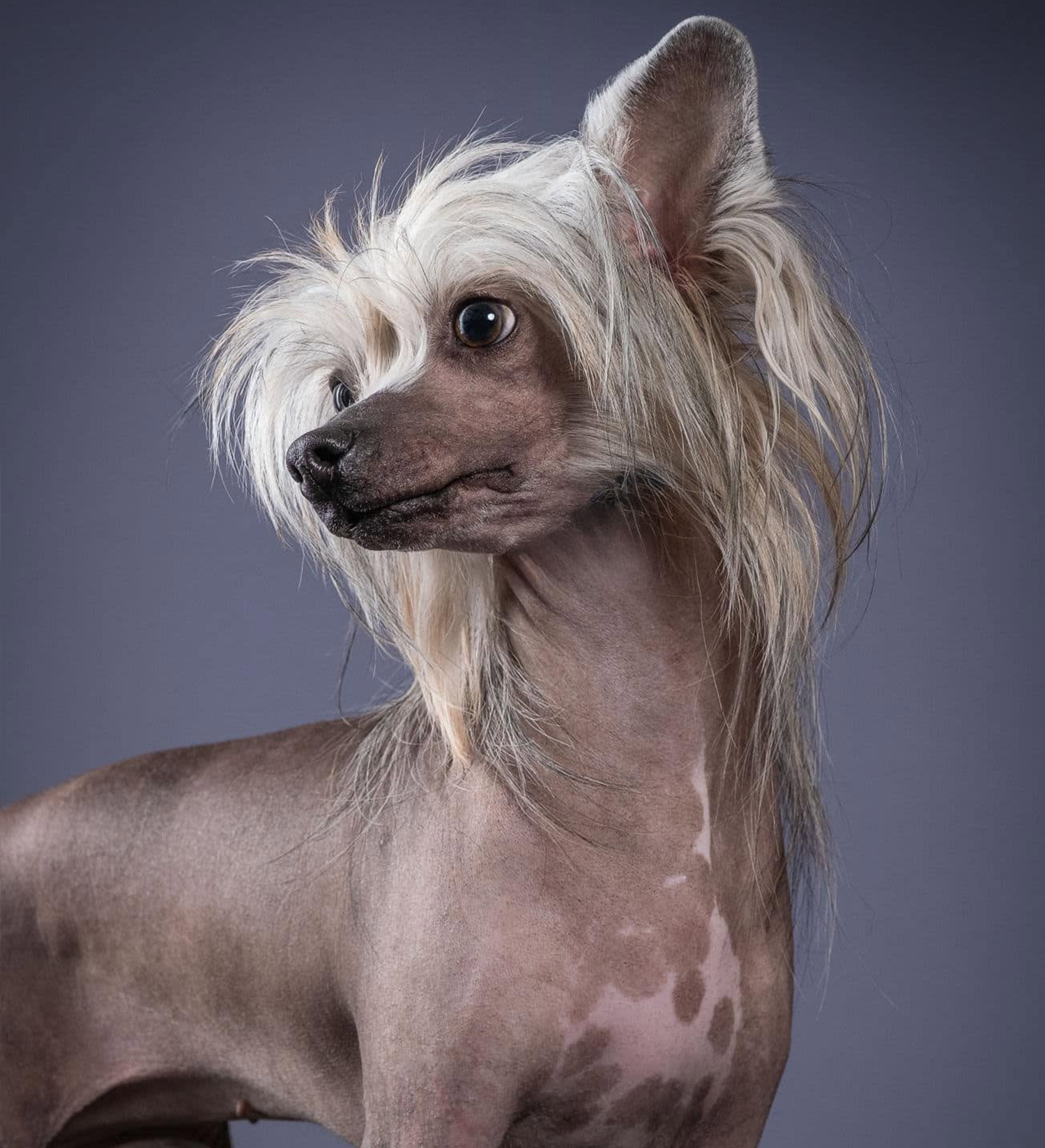 Currency, Chinese Crested