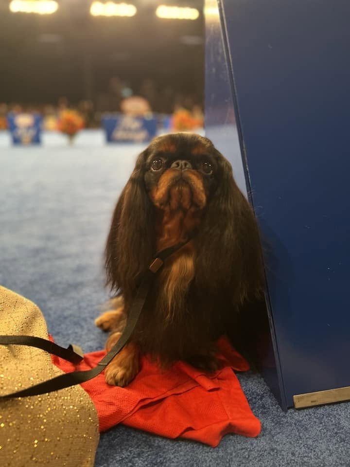 Cedric, English Toy Spaniel