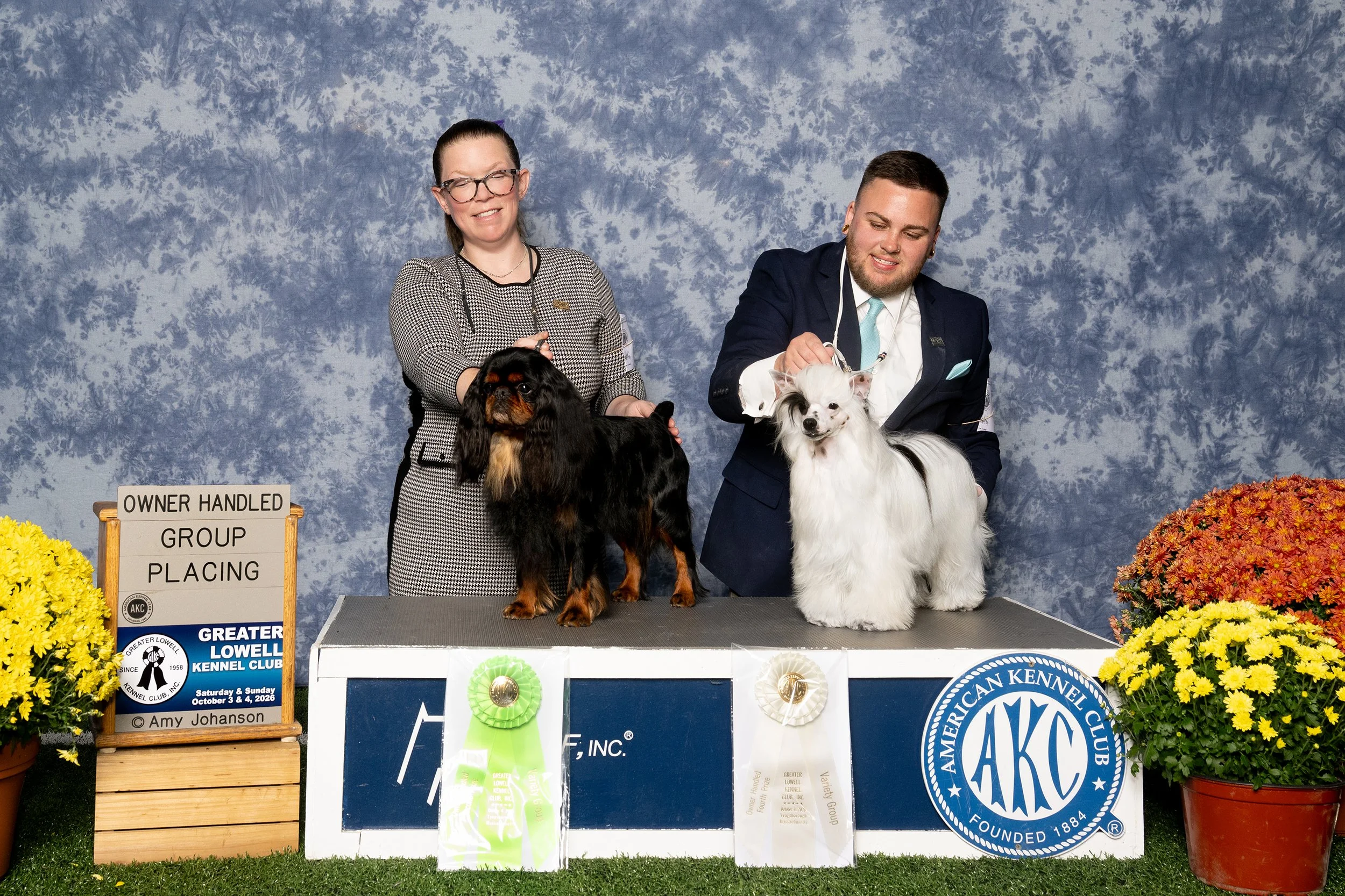 Nox, English Toy Spaniel and Harry, Chinese Crested show off their wins together