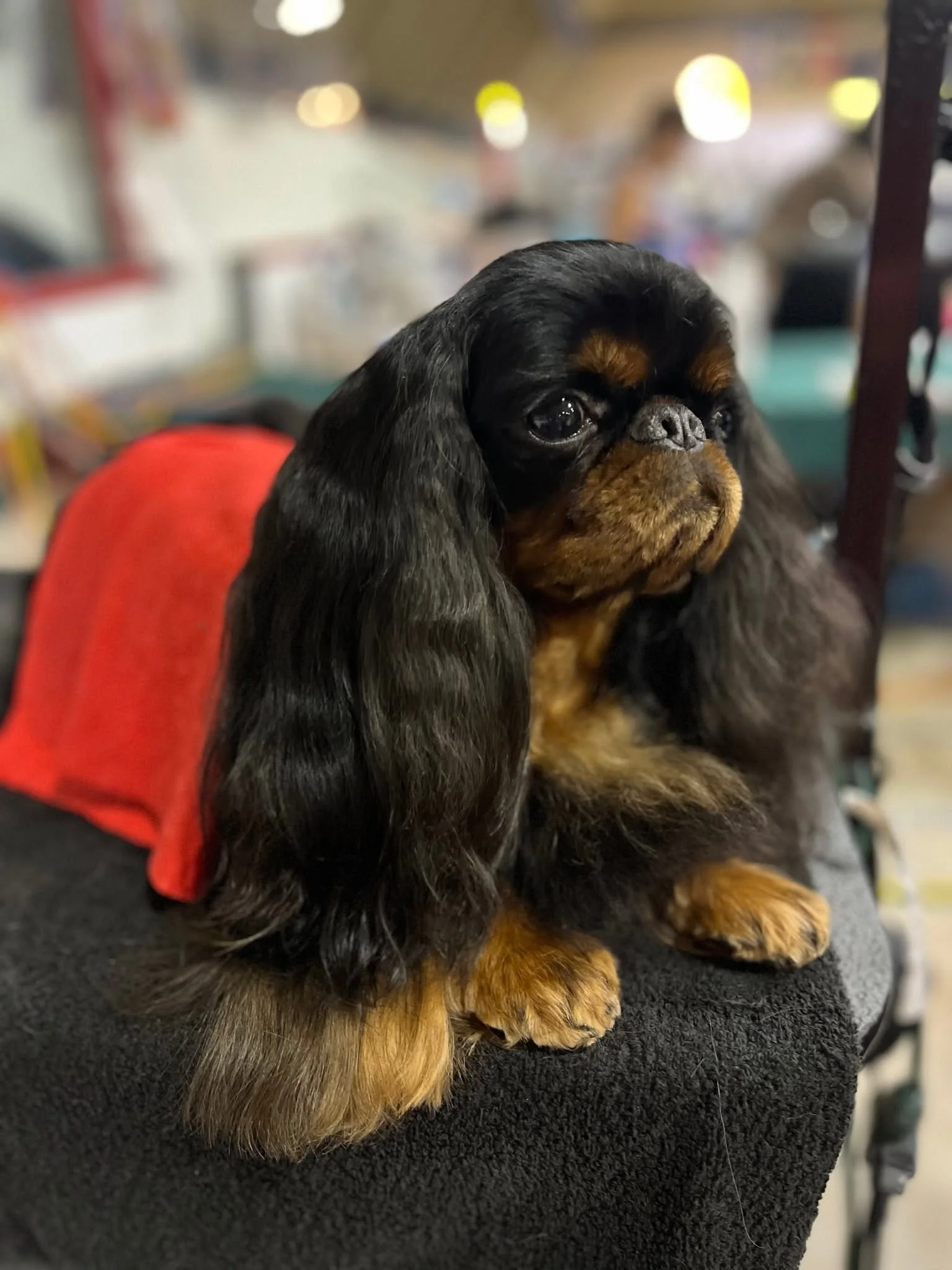 Cedric, English Toy Spaniel
