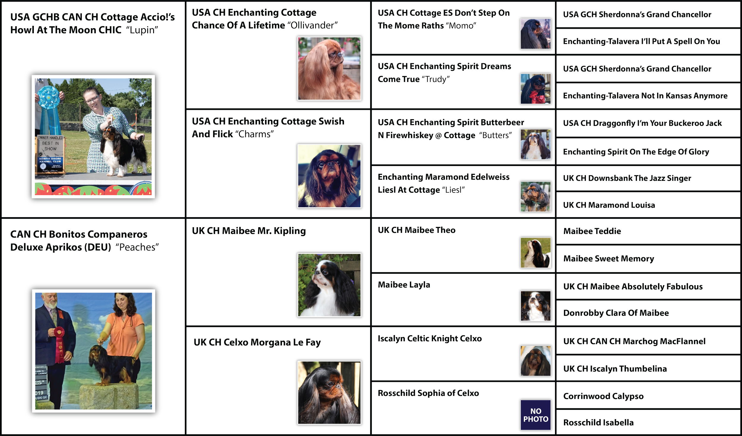 Norbert Visual Pedigree