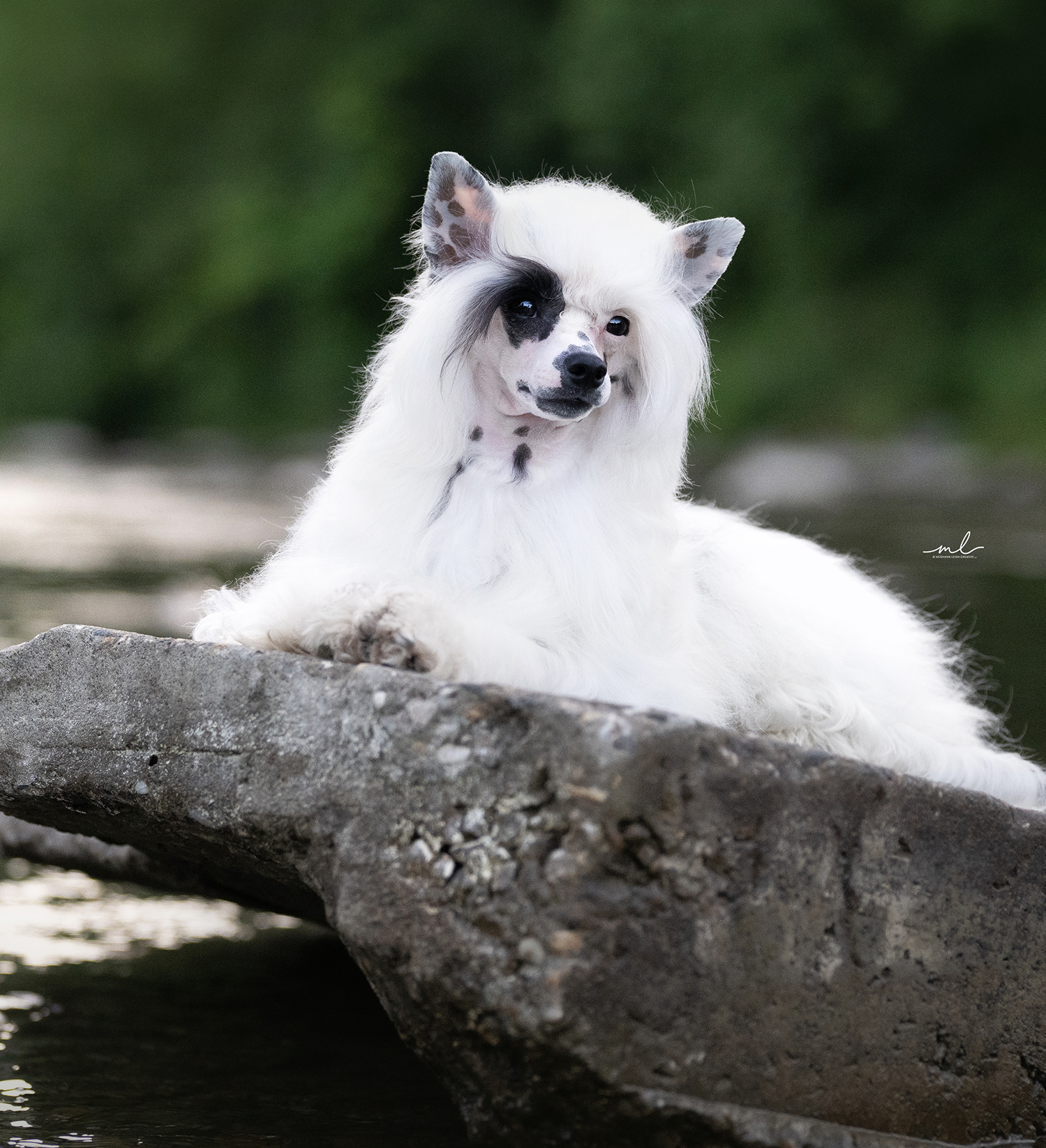 Harry, Chinese Crested
