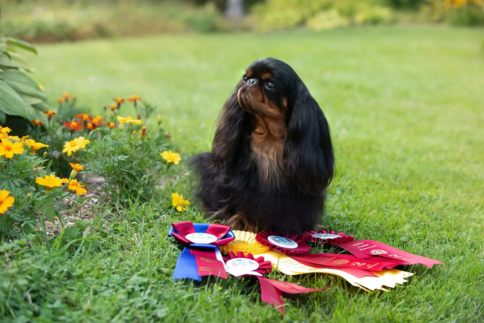 Cedric, English Toy Spaniel, with his ribbons after a successful weekend showing in Quebec