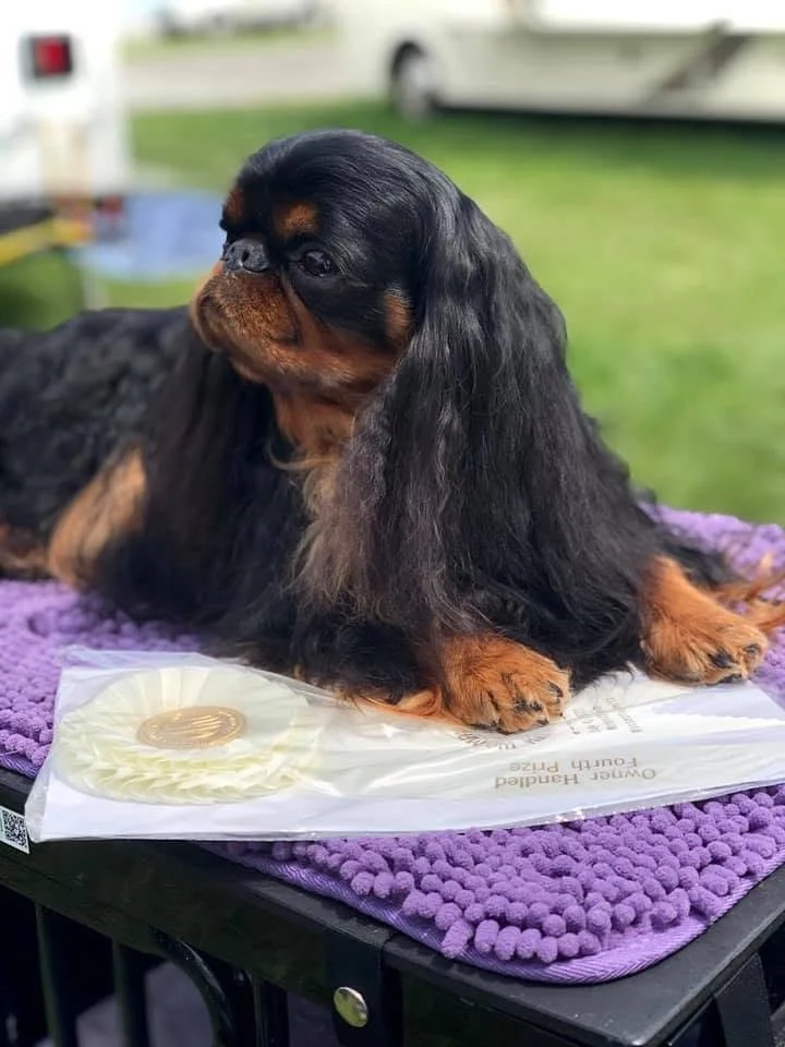 Cedric, English Toy Spaniel