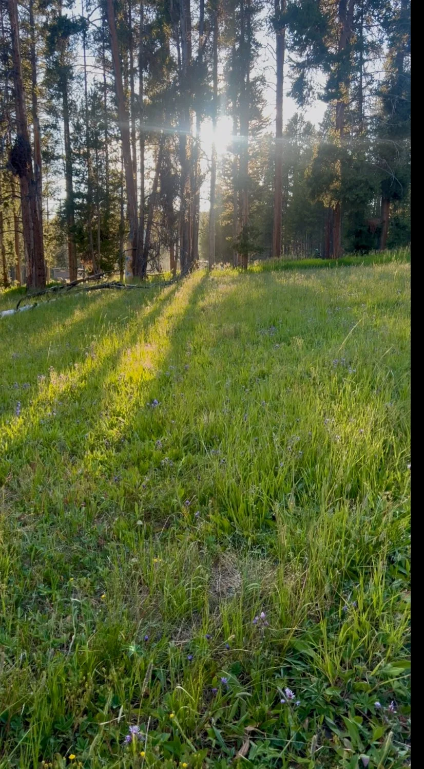Bridge Bay Campground