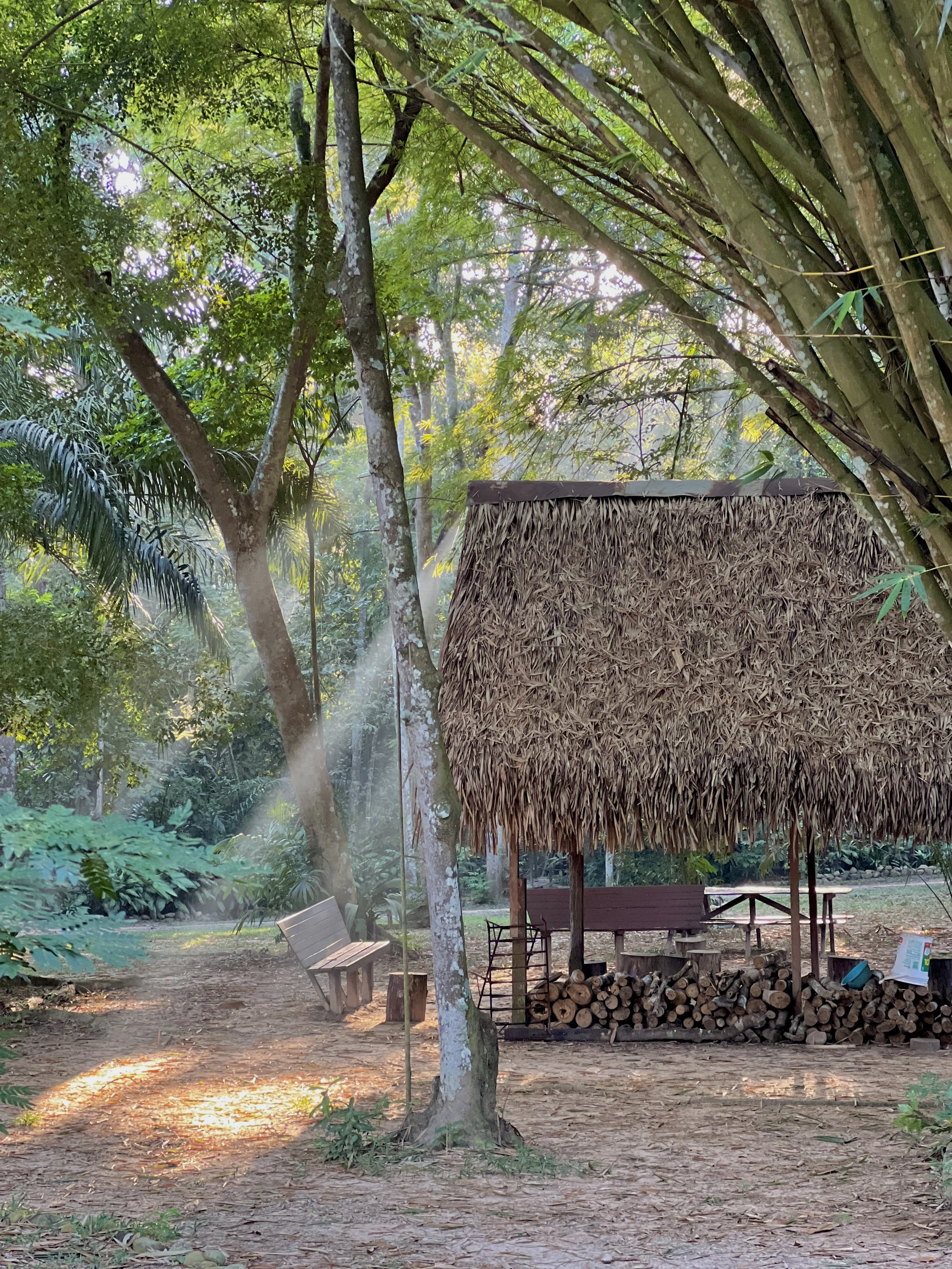 My Journey With Mama Ayahuasca
