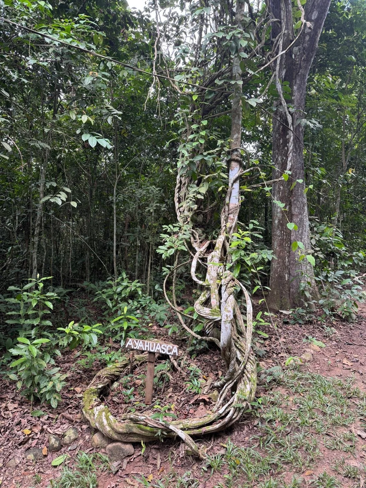 Ayahuasca Vine