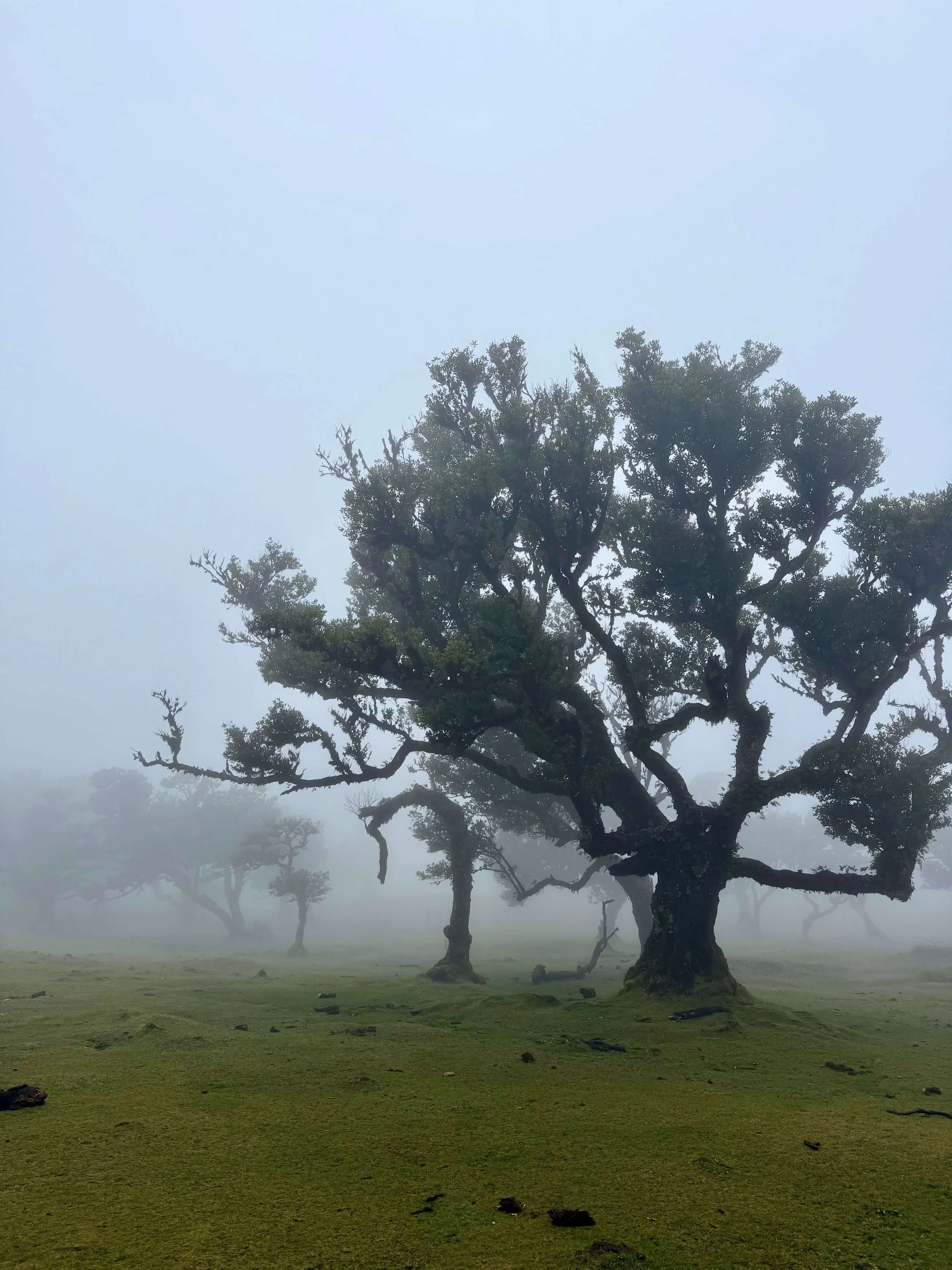 Fanal Forest Madeira