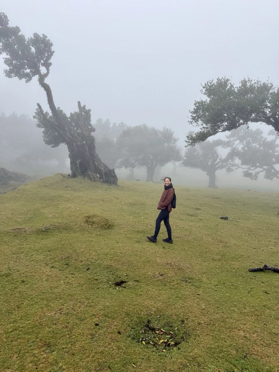 Fanal Forest Madeira
