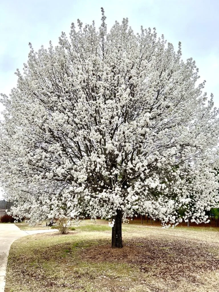 Say Goodbye to Bradford Pears and Hello to Free Trees with North Carolina's Bradford Pear Bounty!