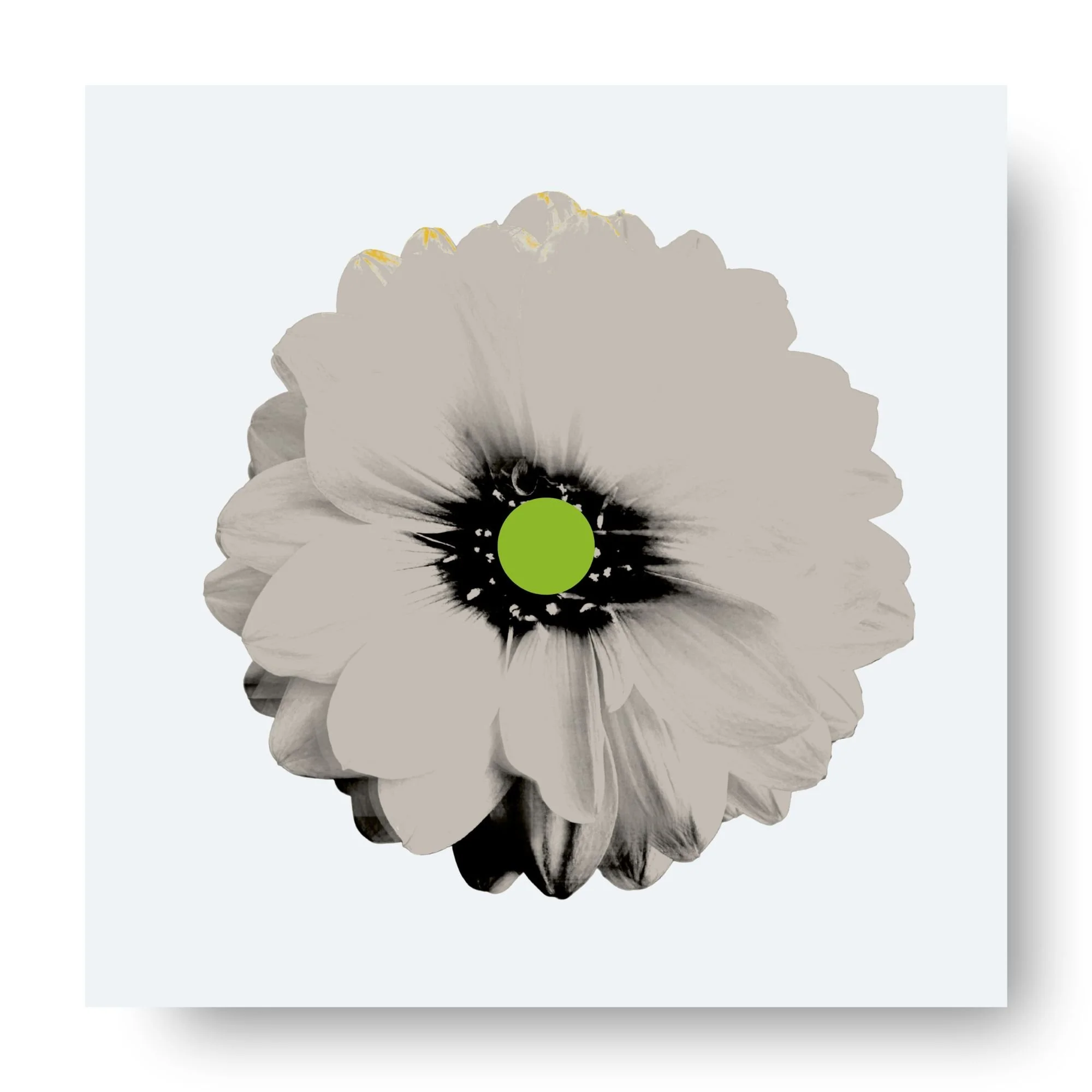 "Dahlia (Stone)" 
Archival pigment print, acrylic on panel
20×20 in. (unframed)
$425