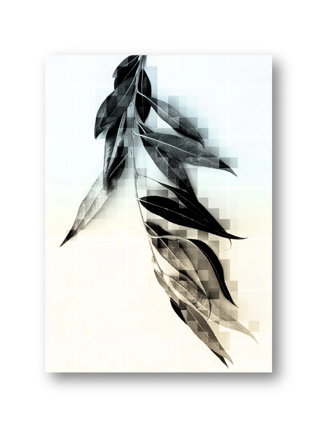 Stillness

Willow leaves embody balance, strength, and resilience.

Bending through the storms of life and love, yet never breaking.

On view in The Hague in support of those affected by Alzheimer&rsquo;s. Grateful to be part of this meaningful exhib