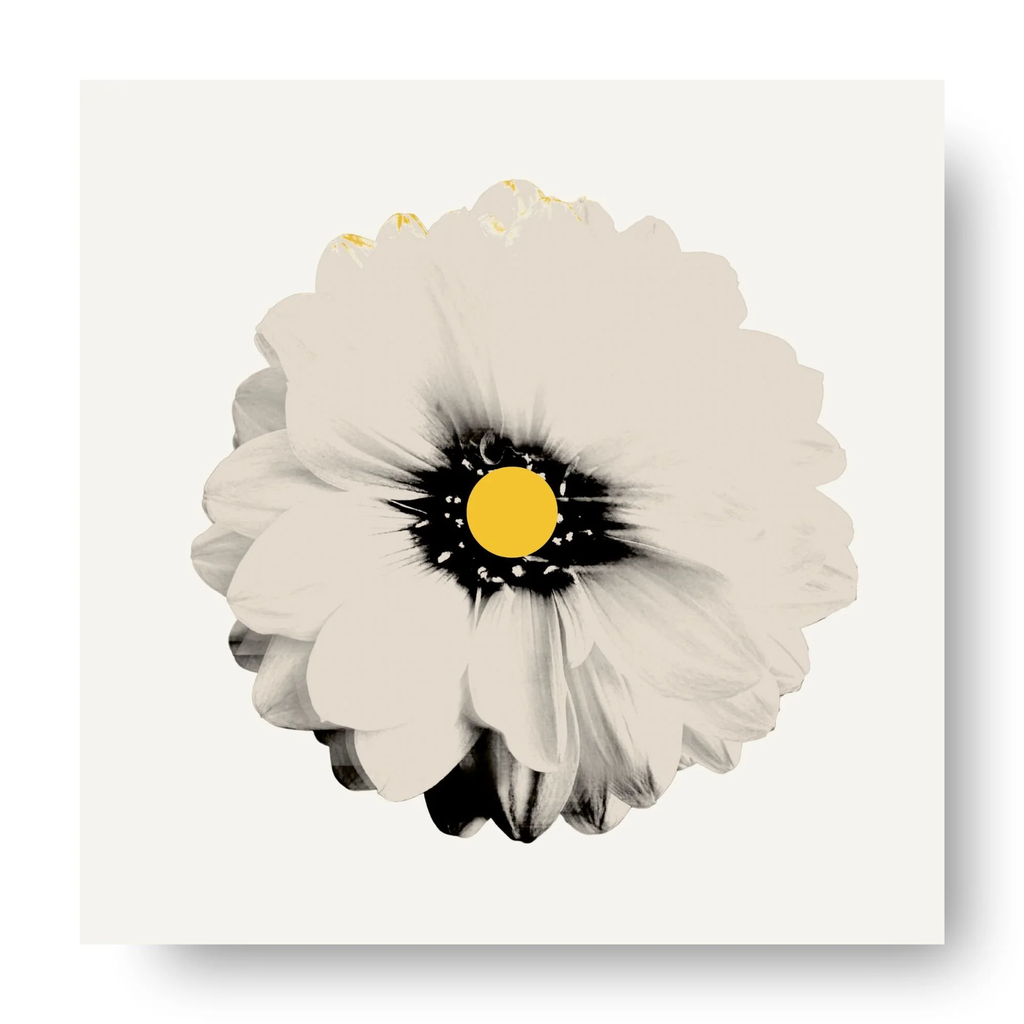 "Dahlia (Sand)" 
Archival pigment print, acrylic on panel
20×20 in. (unframed)
$425
