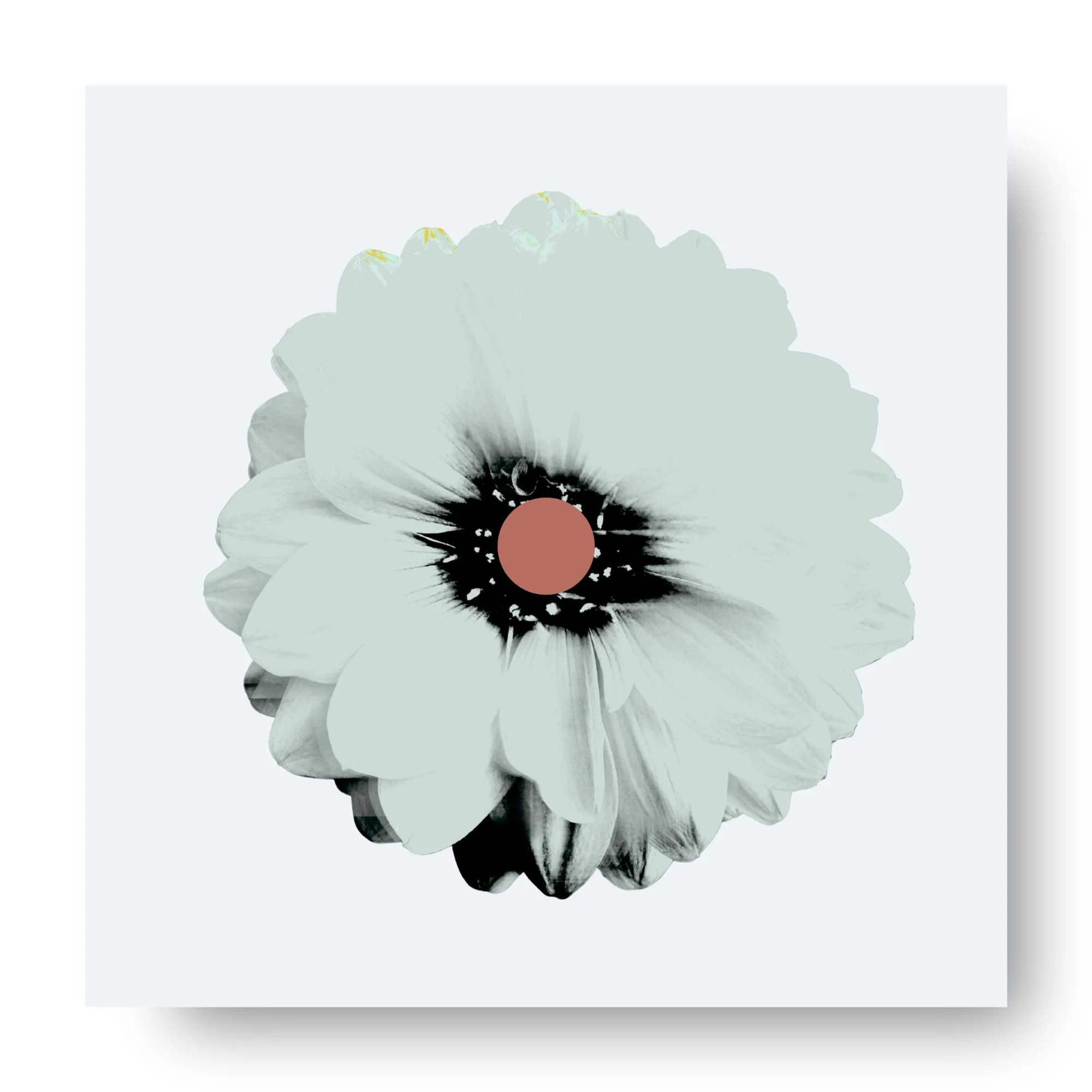 "Dahlia (Mist)" 
Archival pigment print, acrylic on panel
20×20 in. (unframed)
$425