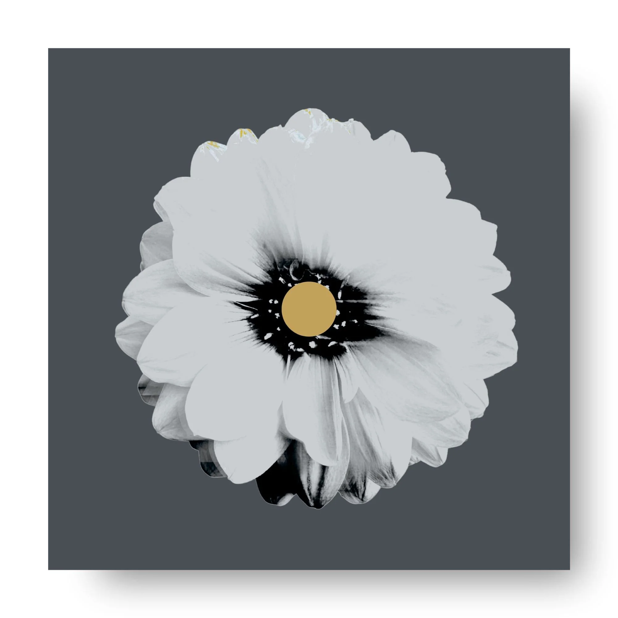 "Dahlia (Frost)" 
Archival pigment print, acrylic on panel
20×20 in. (unframed)
$425