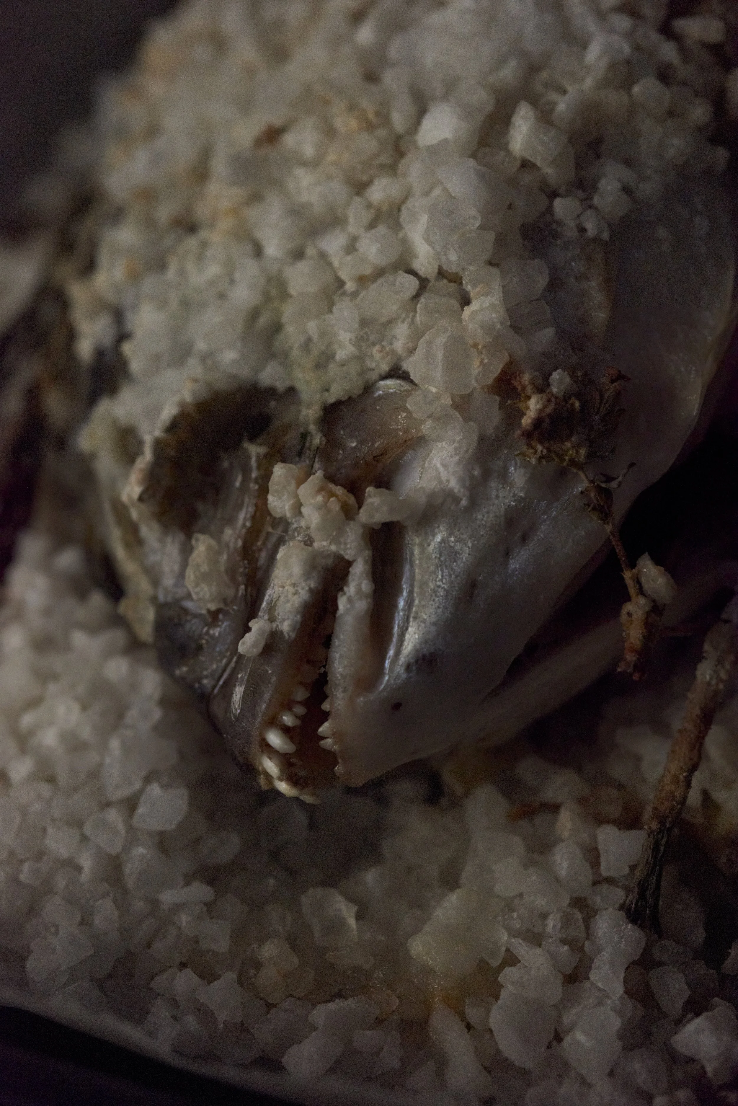 Sea-bream fish closeup