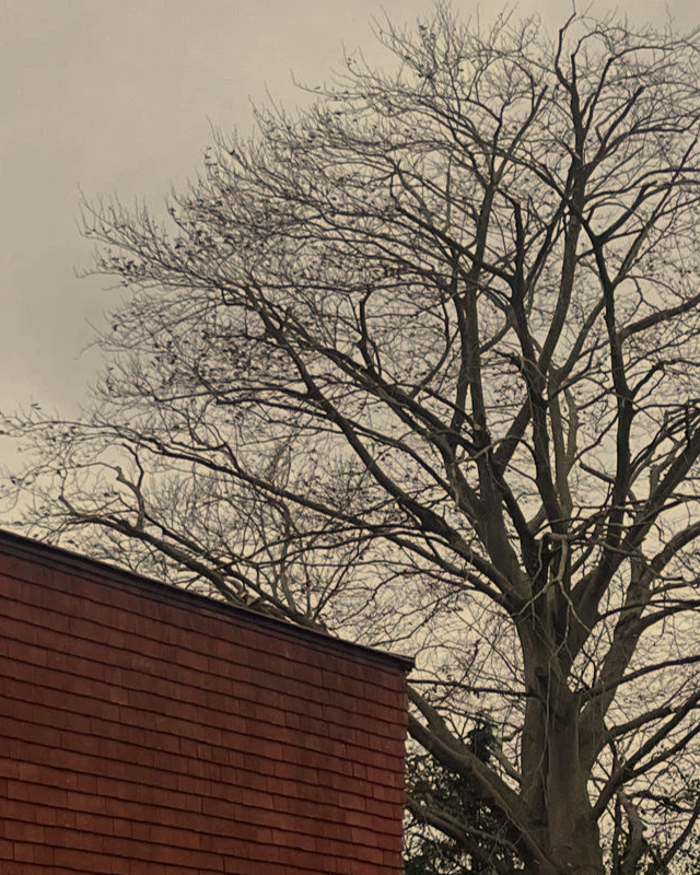 Copper Beech Reduction - High Wycombe