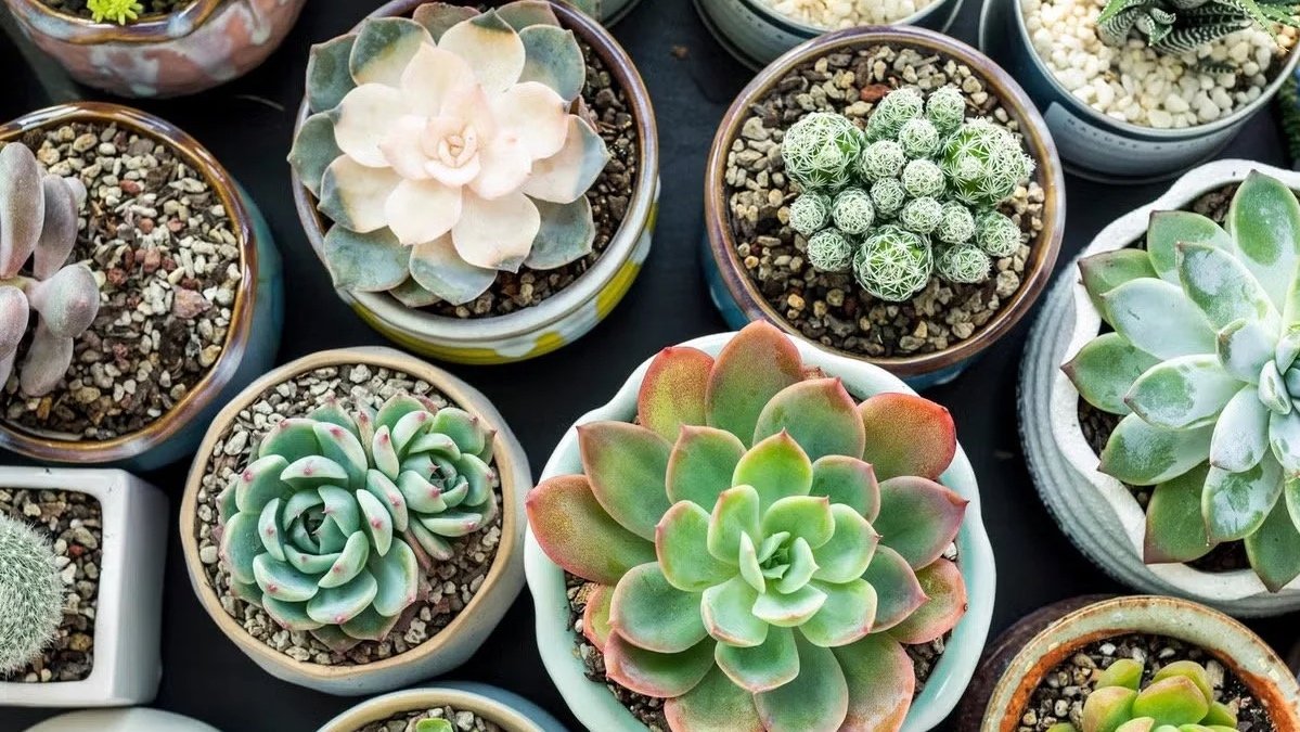 Succulents Planting w/ Geske's Gardens