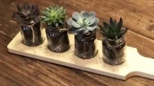 Succulent Flights w/ Geske's Gardens