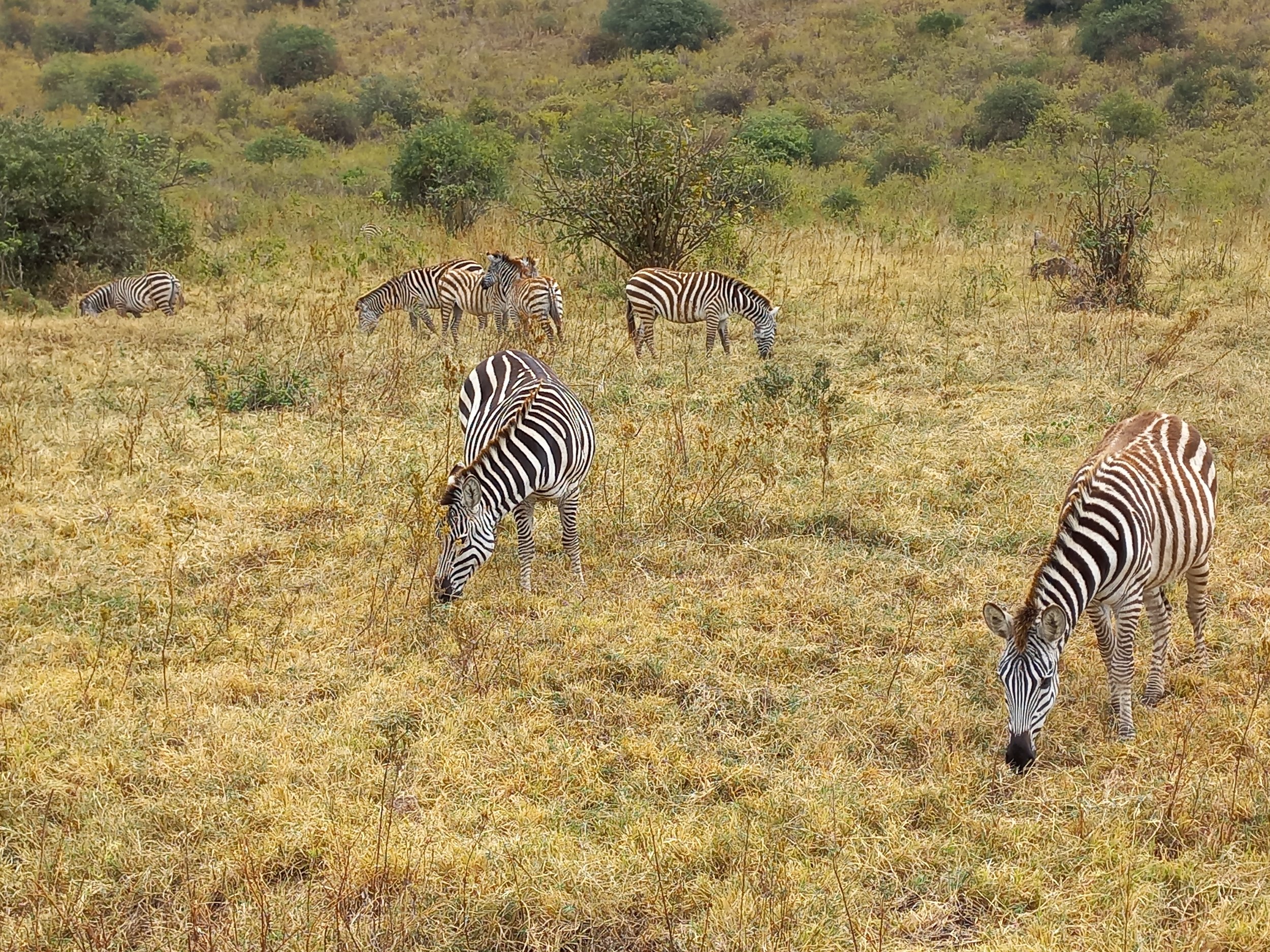 Zebras1.jpg