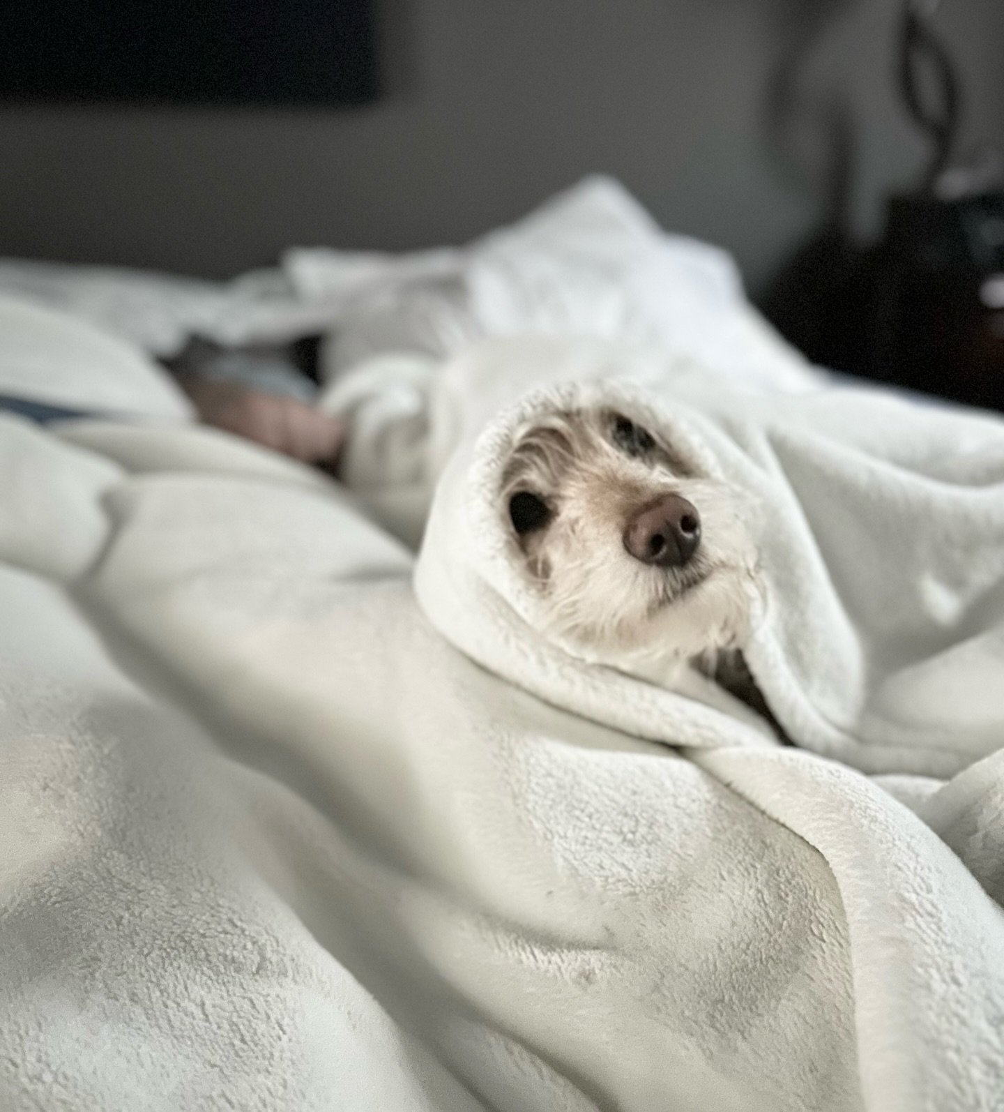 She&rsquo;s at it again - supreme cuteness. Gosh, I ❤️ this little girl! @daisy_dorr @luke_to_the_rescue

#dauchshund #dauchshundsofinstagram #love #family #stephaniedorrhomes