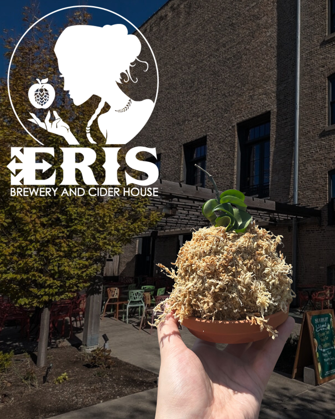 Uncommon Plant Guy: Connection Through Kokedama