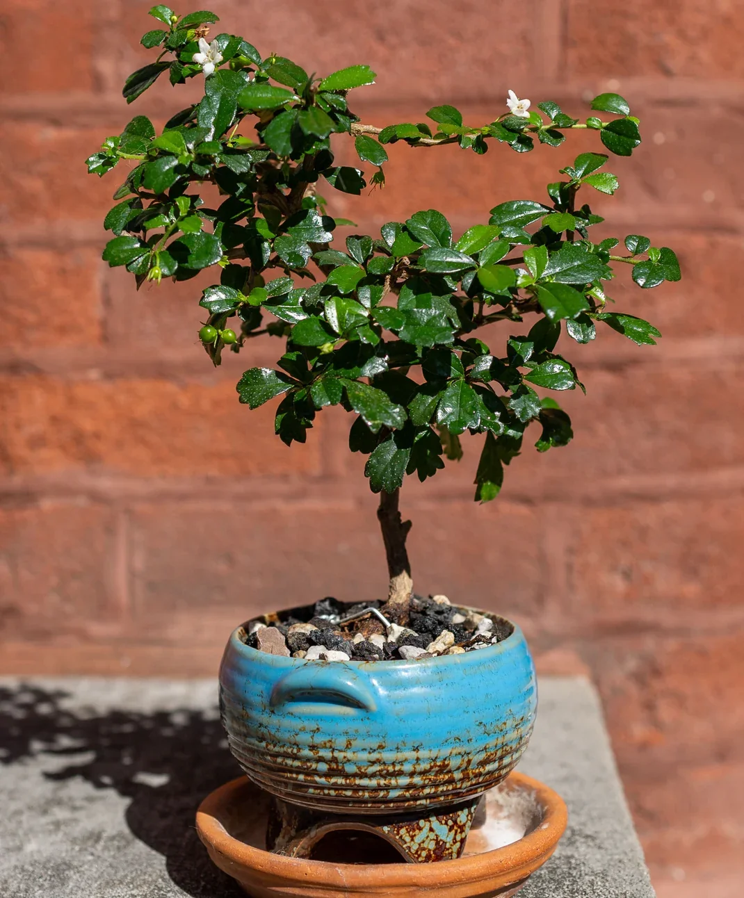 Bonsai &amp; Brew Studio