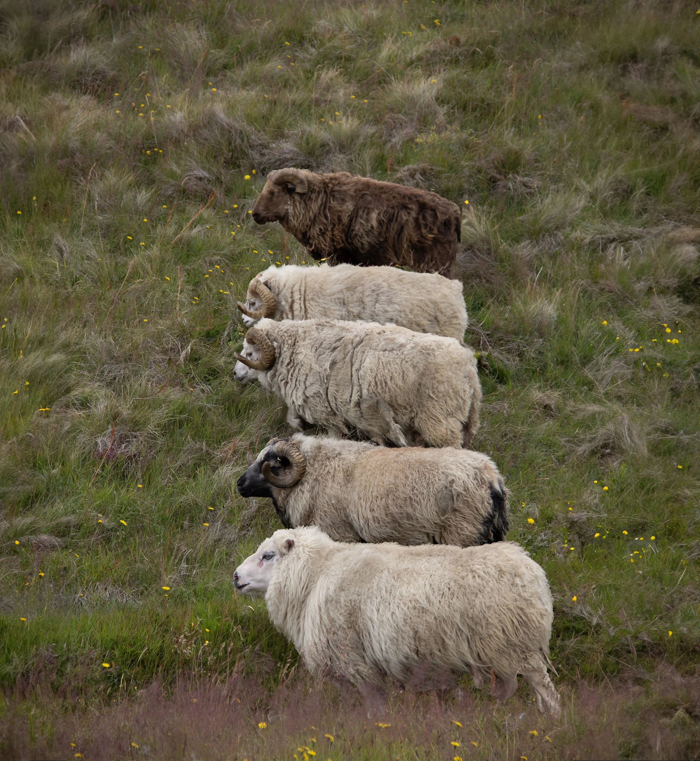 in line-west coast iceland-6908 copy.jpg