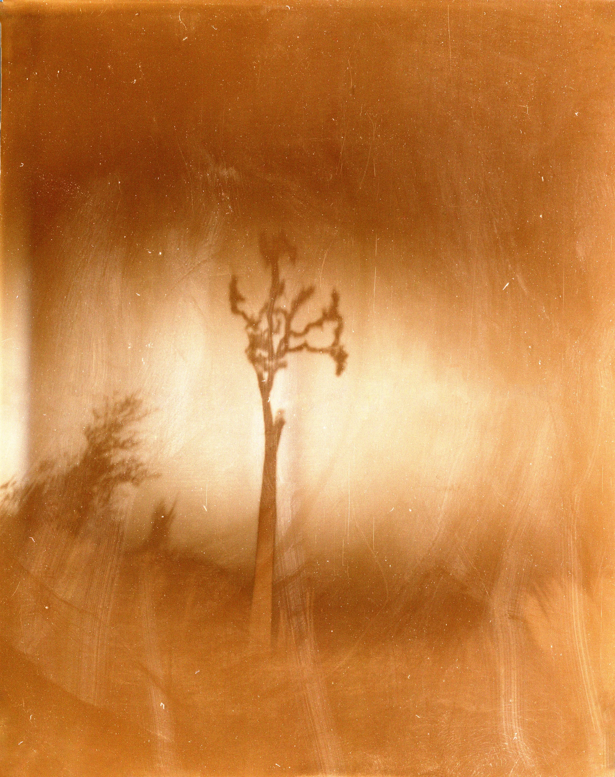 Tall_joshua_neg_scan_copy_2500w.jpg