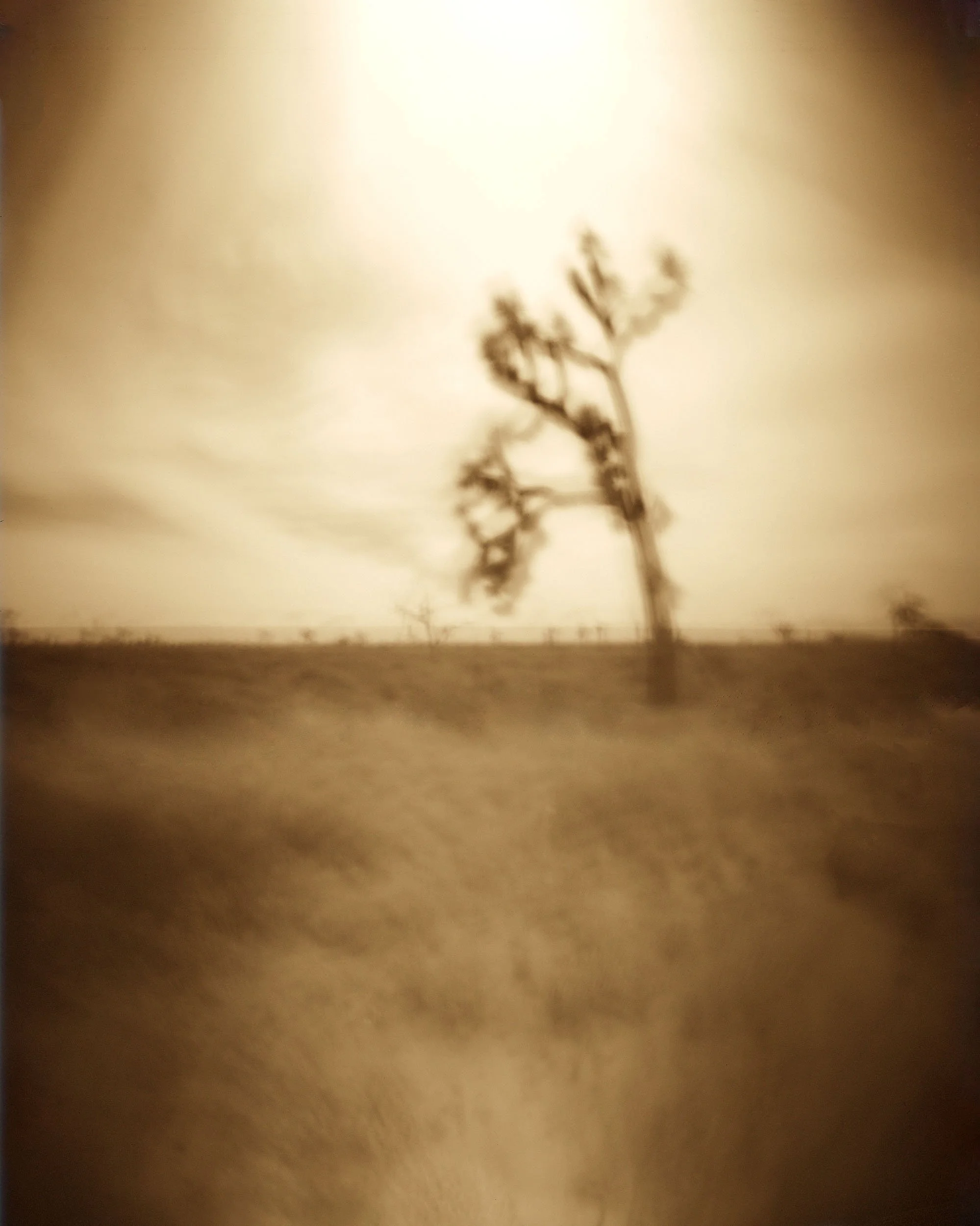 joshua tree-2500 flat.jpg