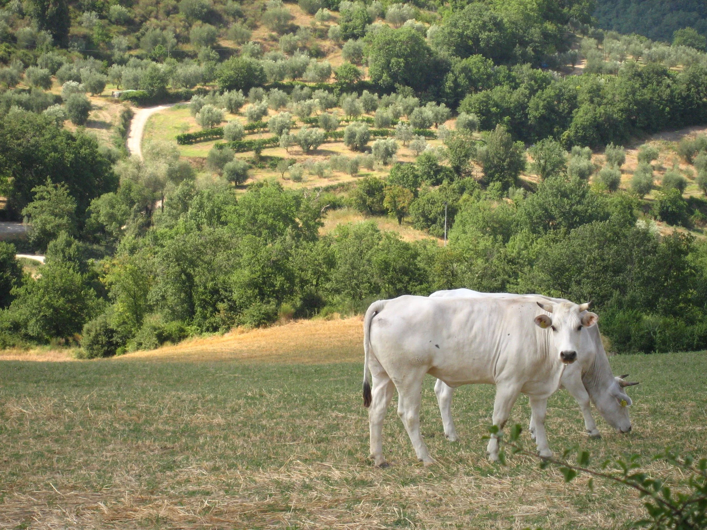 cow_4384.JPG