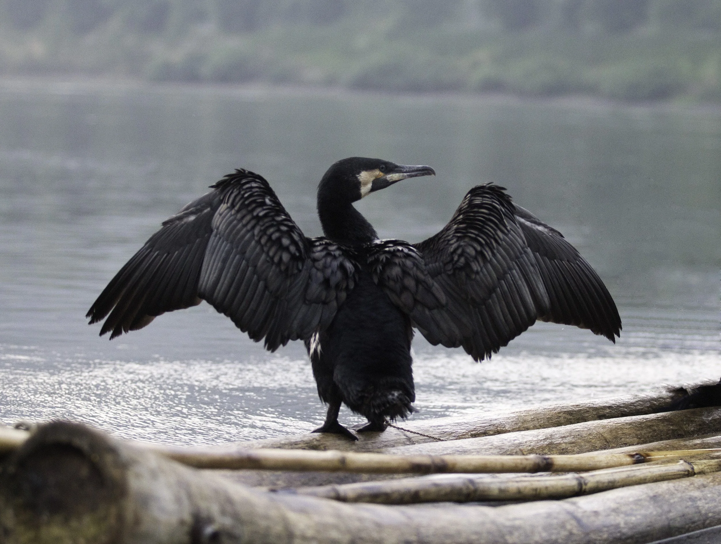 cormorant-242-Edit 2500 px.jpg