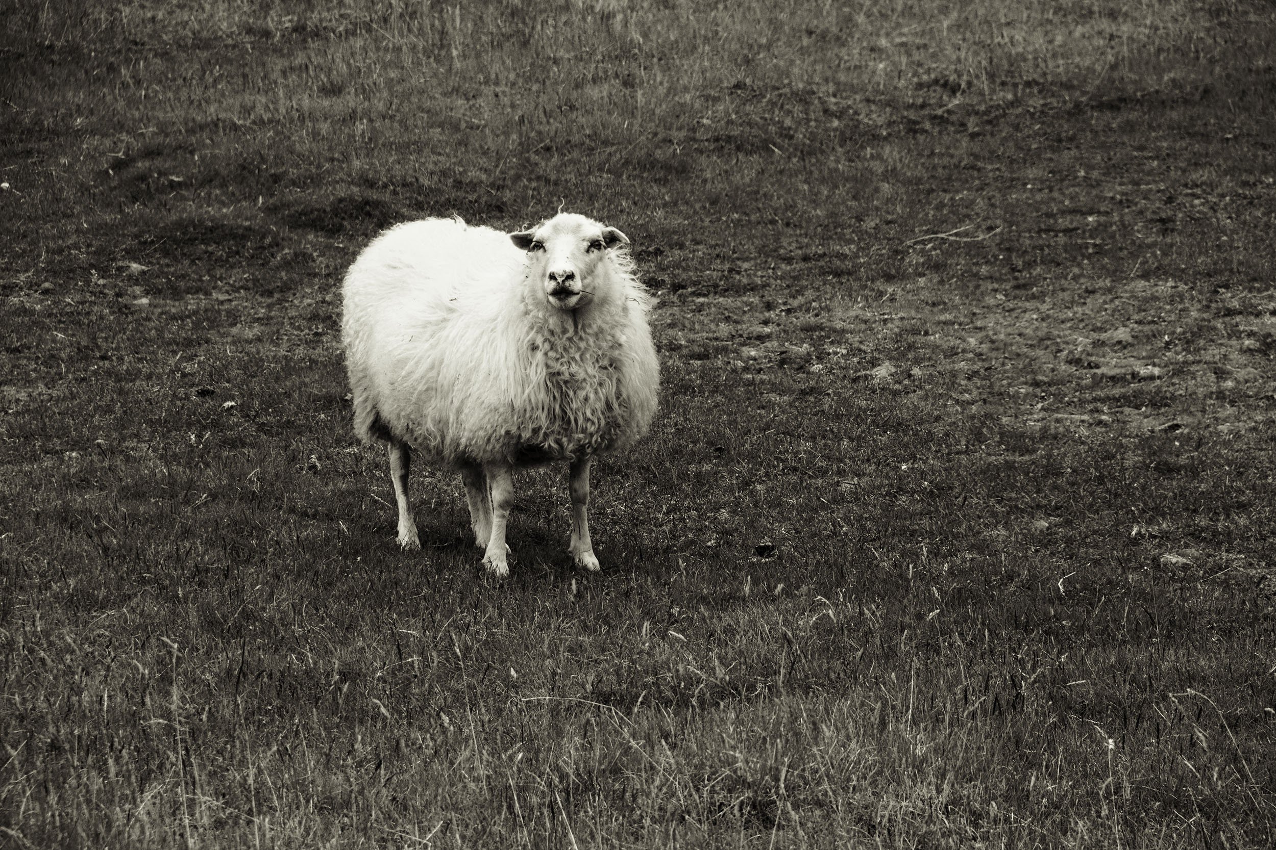 iceland-6617-Edit-2-2500 px sepia sheep.jpg