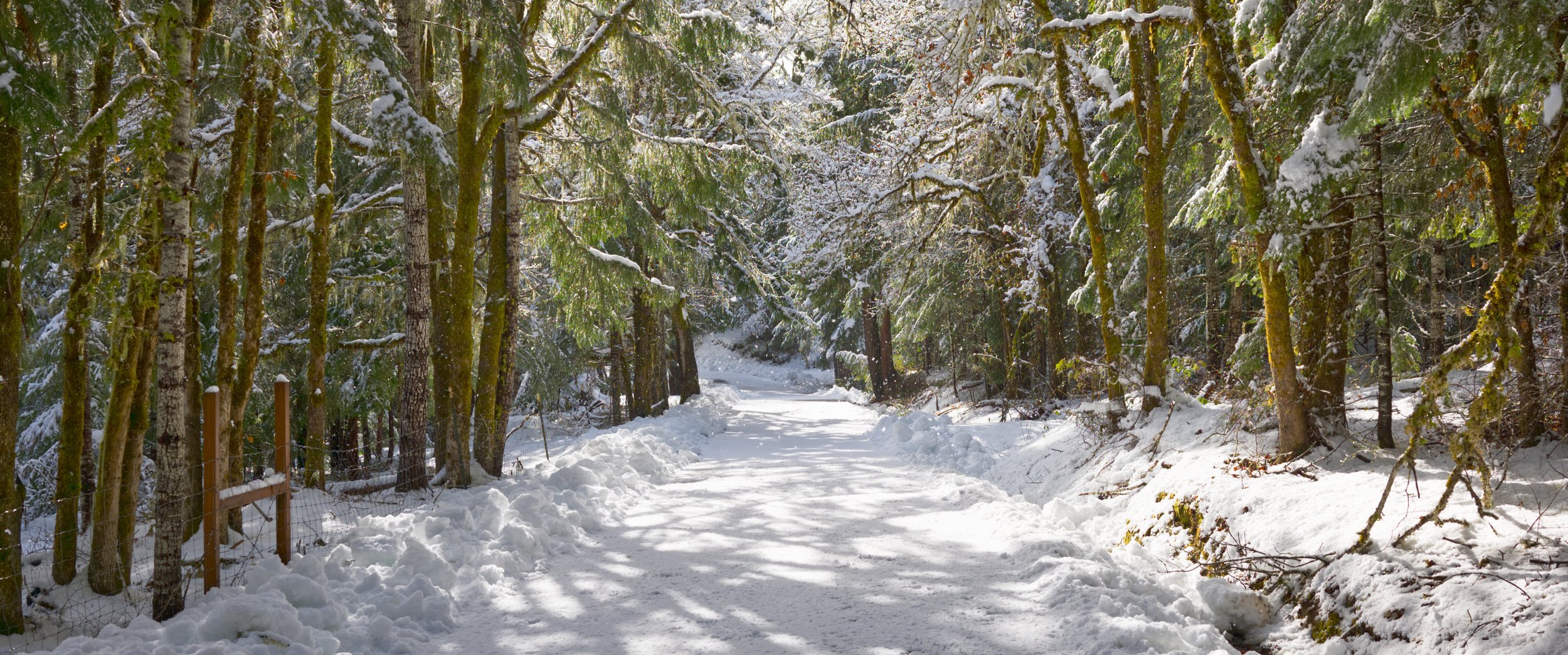 Upper Camas Road Snow 2-28-23.jpg