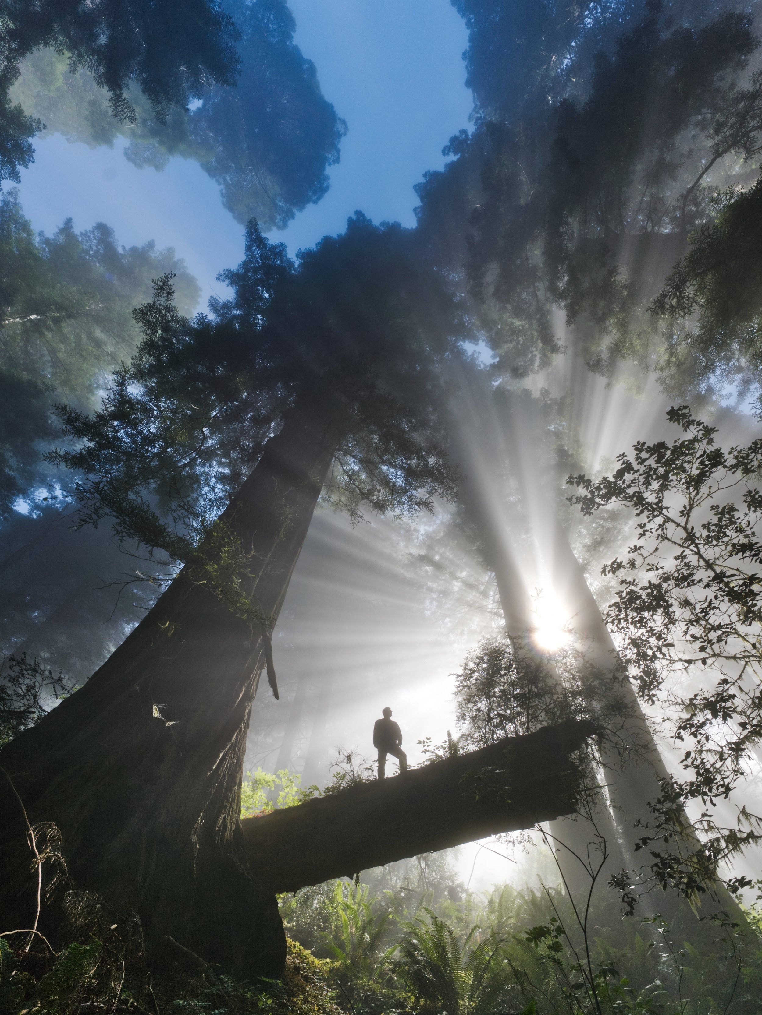 Redwoods Silhouette On Log in Fog 7-4-23.jpg